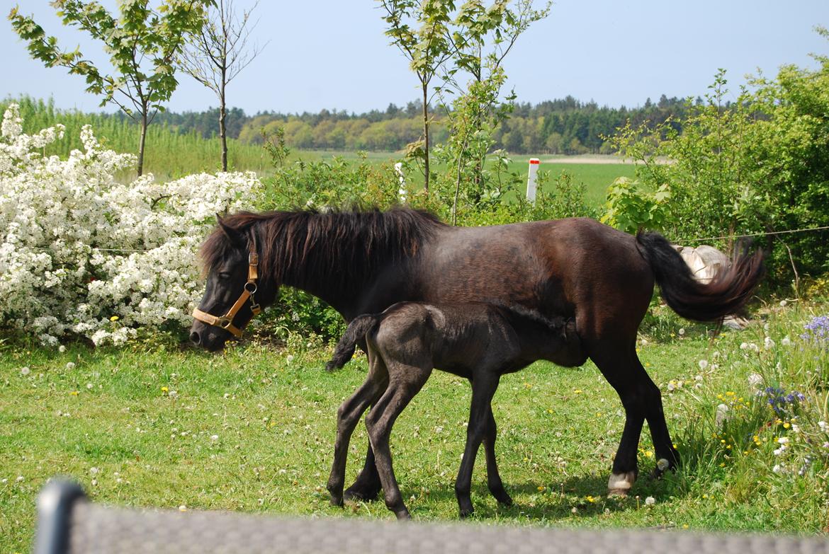 Anden særlig race Hmsogwestern's Infinity billede 3