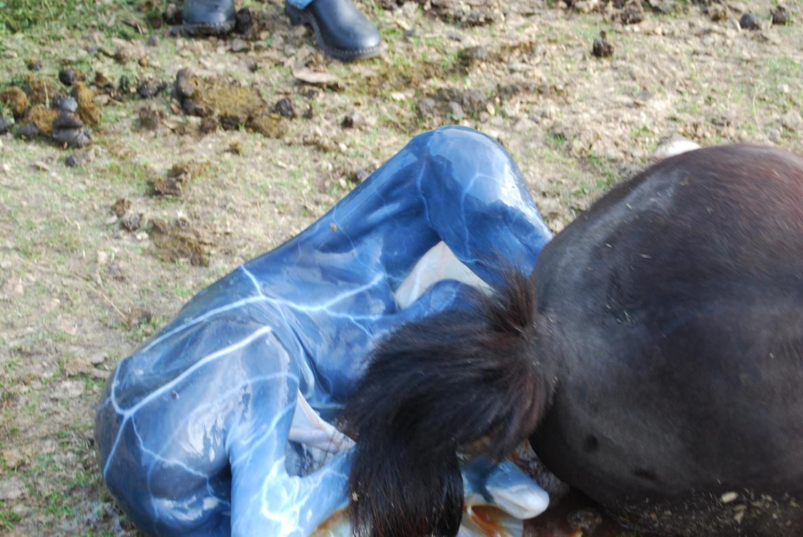 Anden særlig race Hmsogwestern's Infinity billede 5