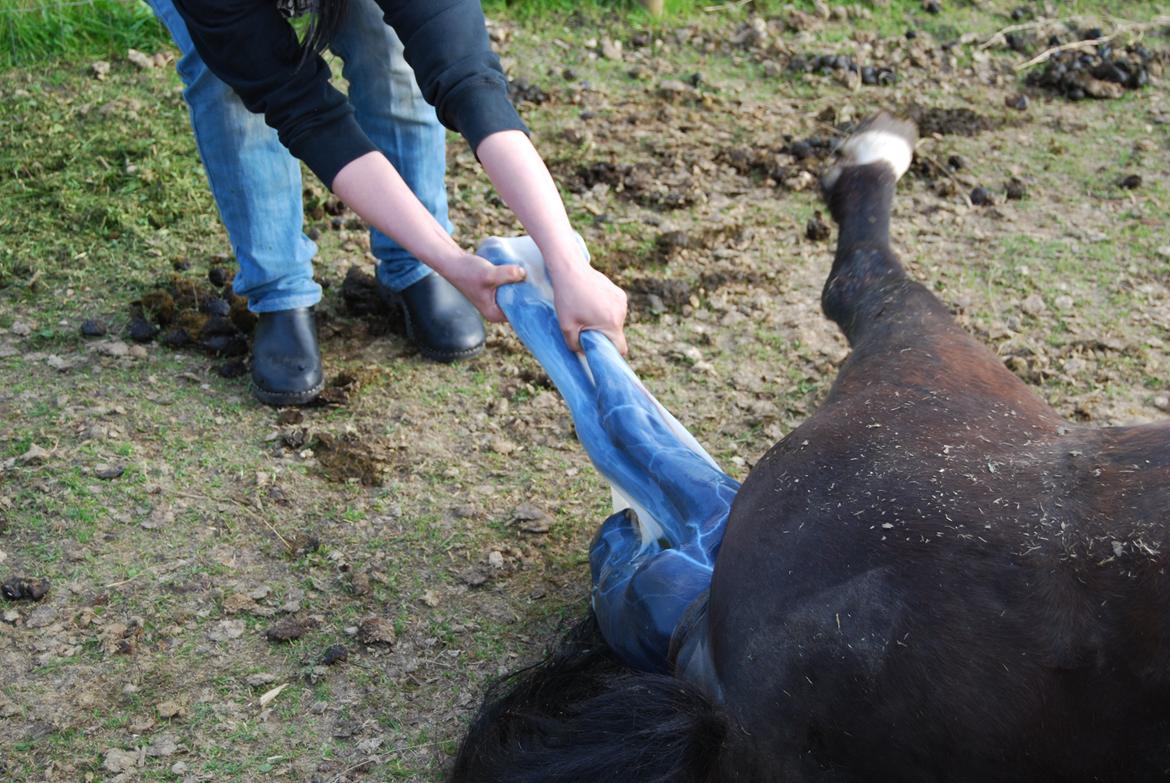 Anden særlig race Hmsogwestern's Infinity billede 4