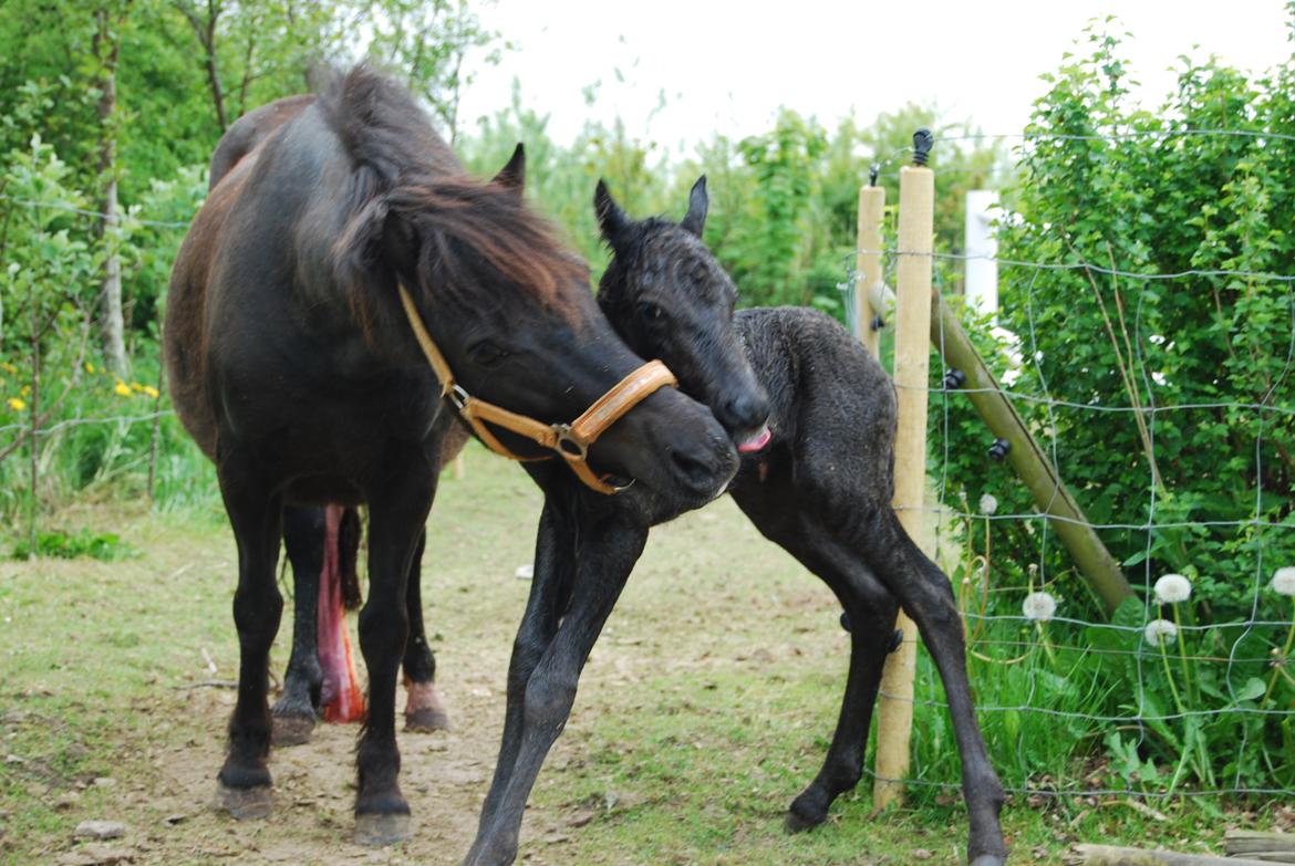 Anden særlig race Hmsogwestern's Infinity billede 9