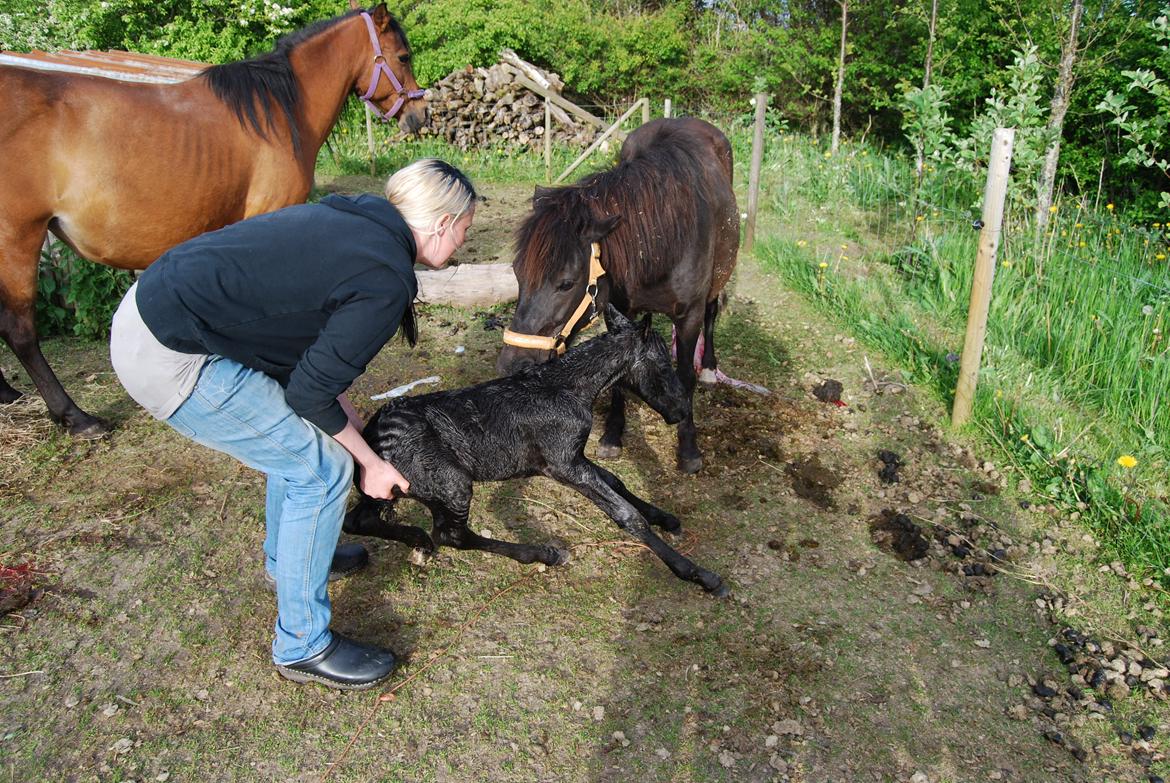 Anden særlig race Hmsogwestern's Infinity billede 8