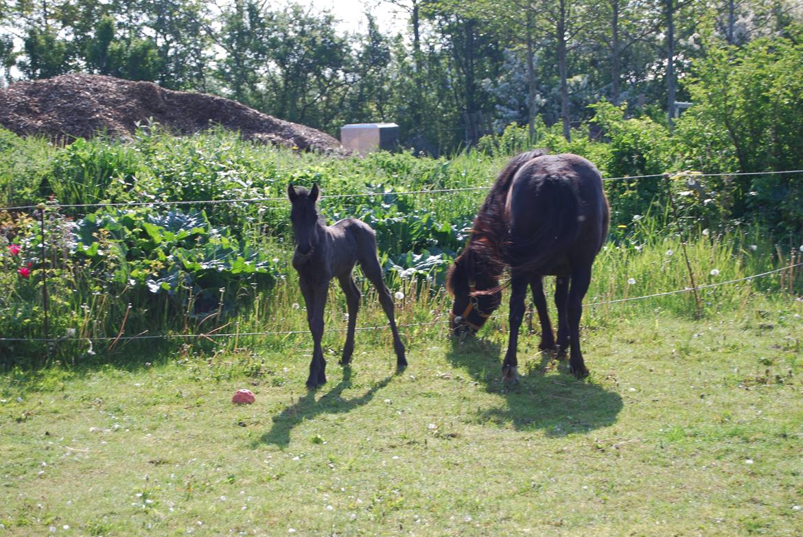 Anden særlig race Hmsogwestern's Infinity billede 10