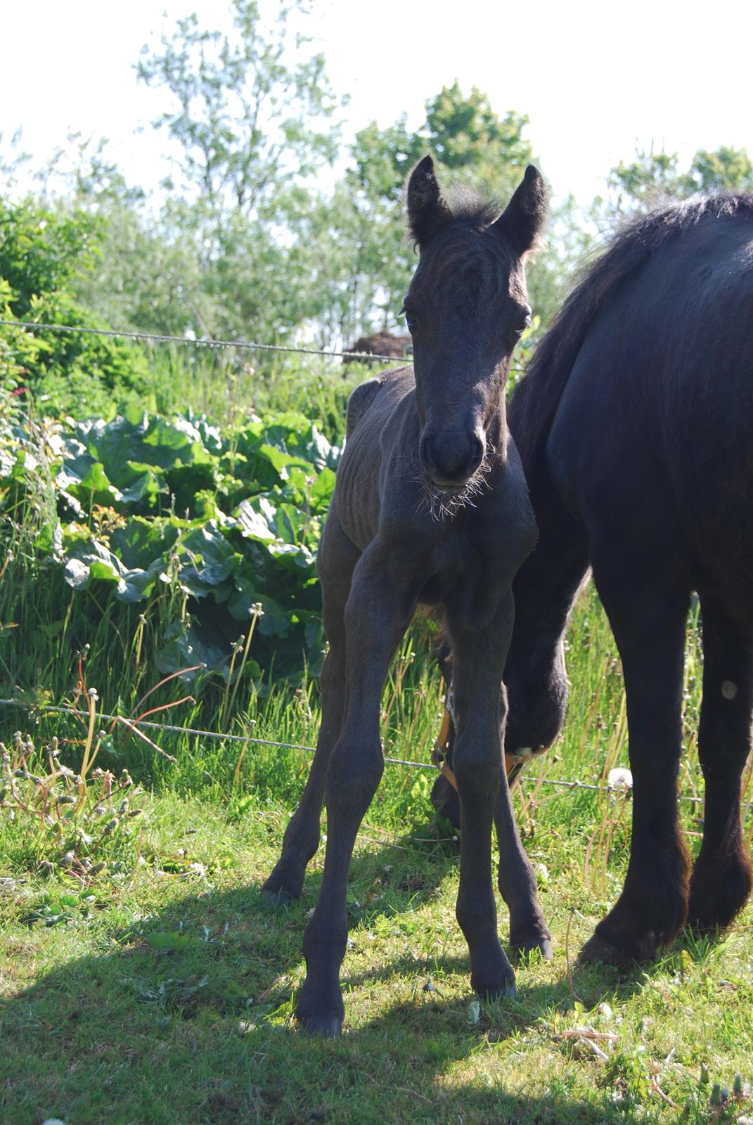 Anden særlig race Hmsogwestern's Infinity billede 12
