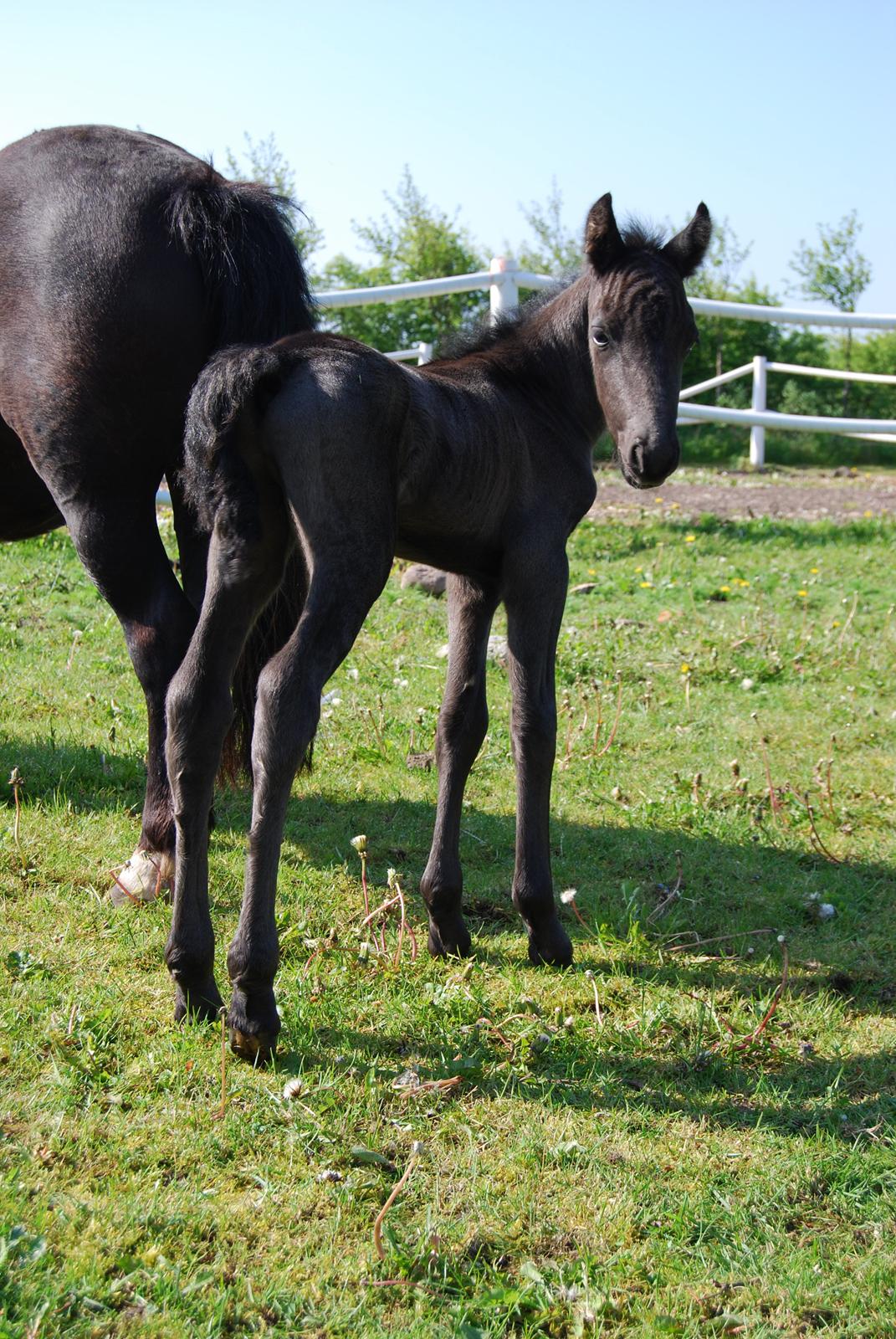Anden særlig race Hmsogwestern's Infinity billede 13