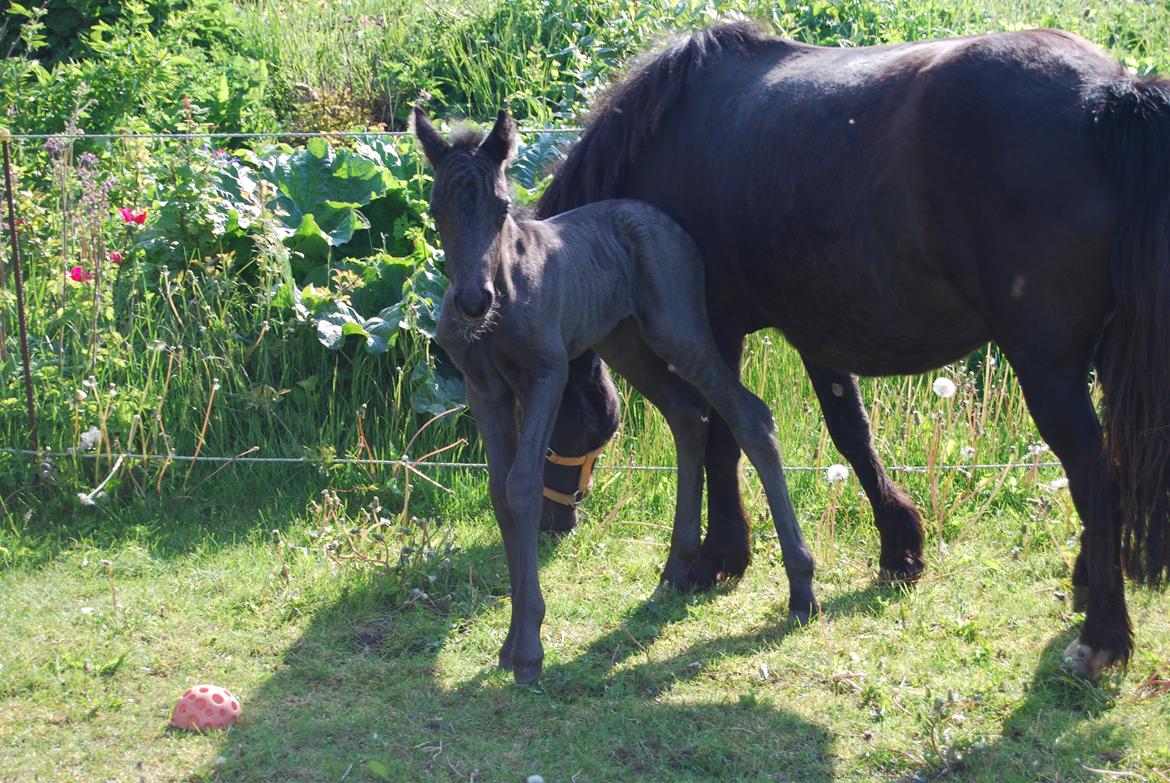 Anden særlig race Hmsogwestern's Infinity billede 11
