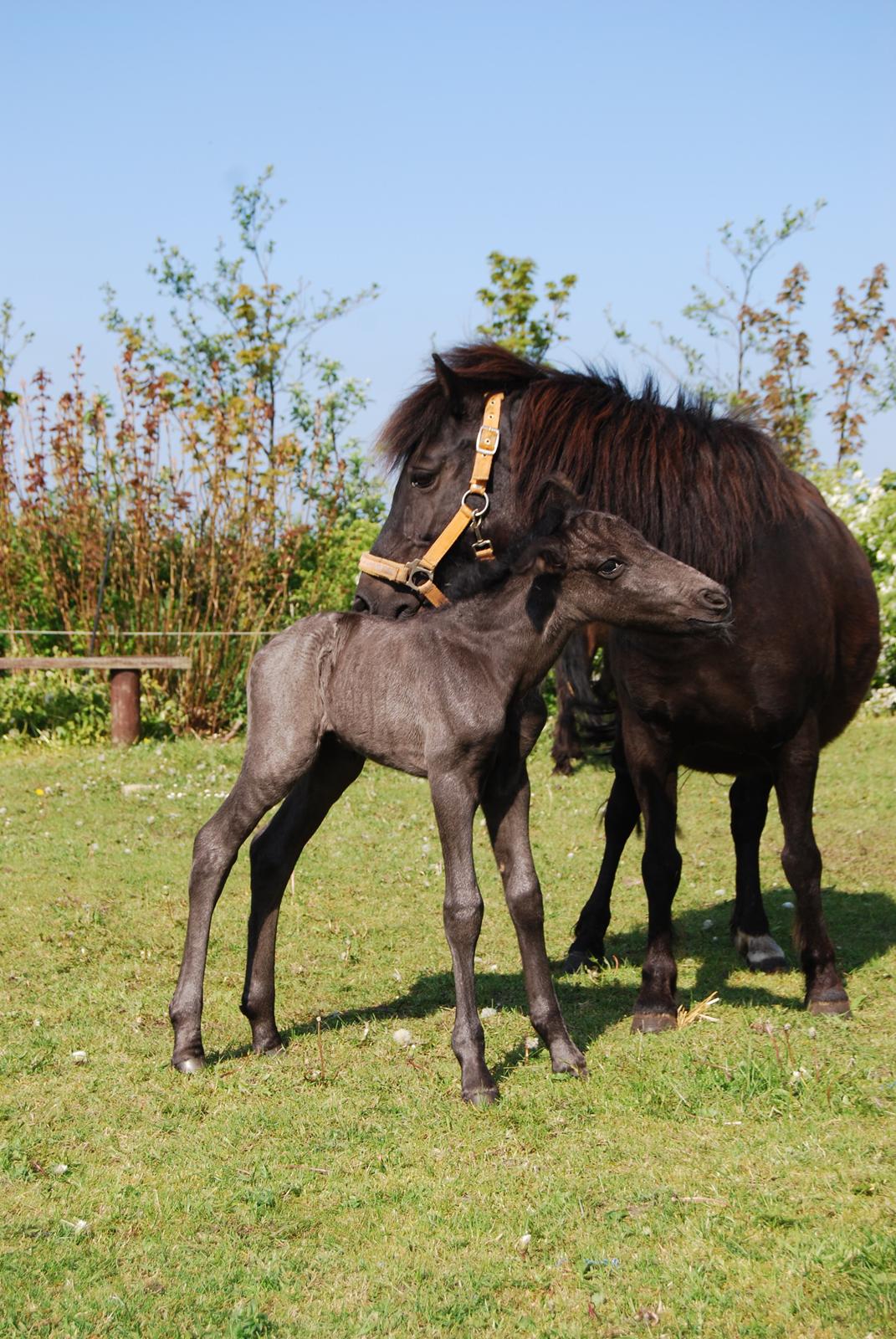 Anden særlig race Hmsogwestern's Infinity billede 15