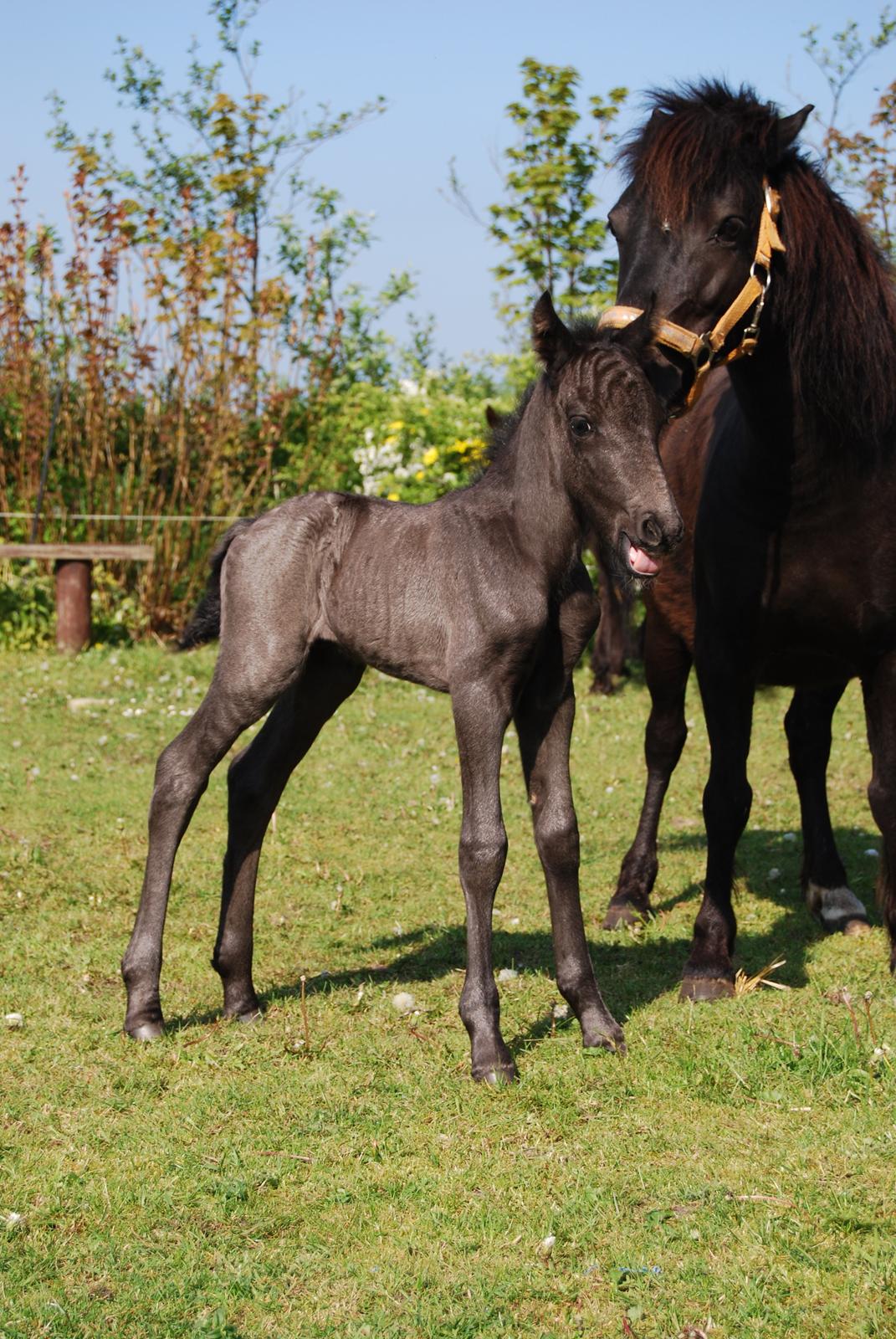 Anden særlig race Hmsogwestern's Infinity billede 17