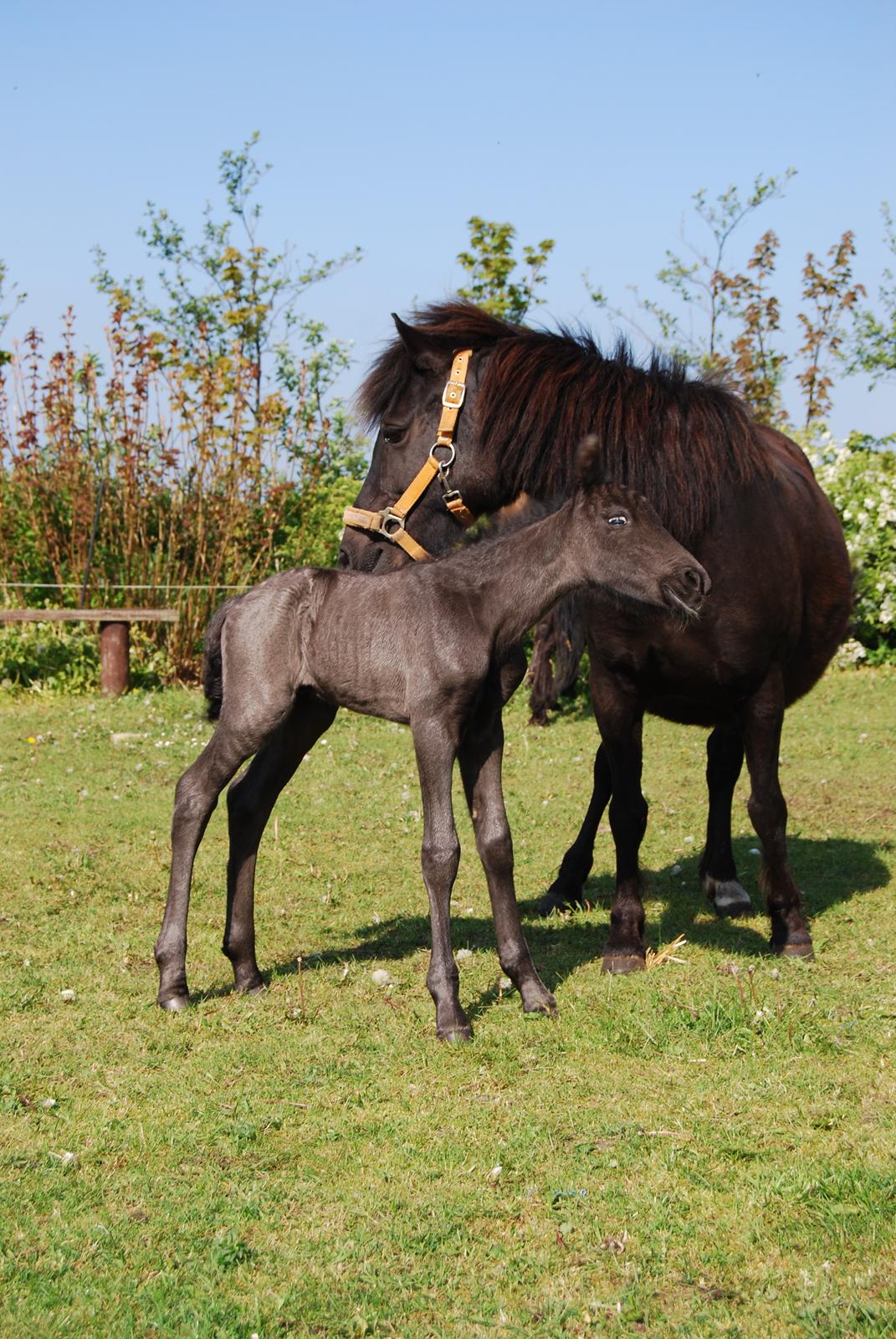 Anden særlig race Hmsogwestern's Infinity billede 16