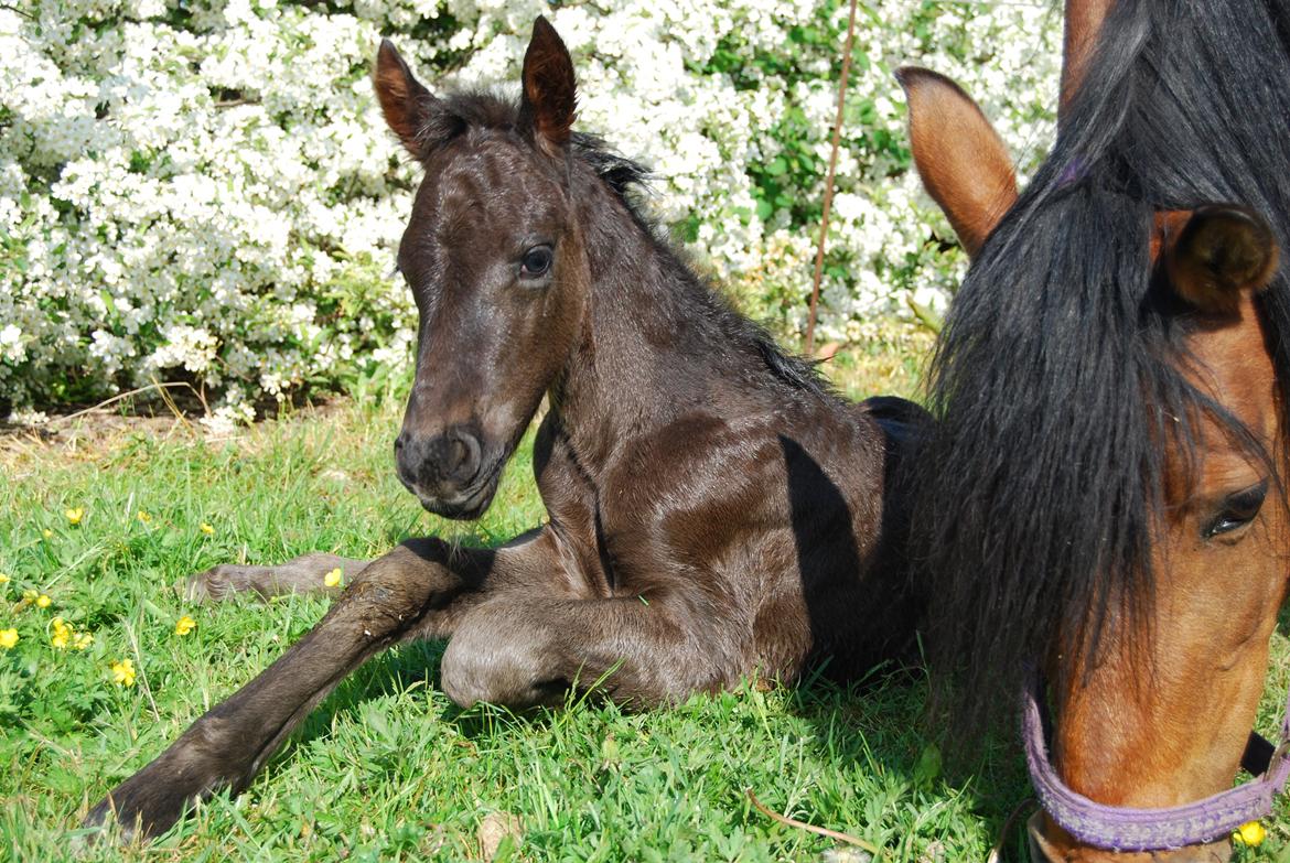 Anden særlig race Hmsogwestern's Toby billede 1