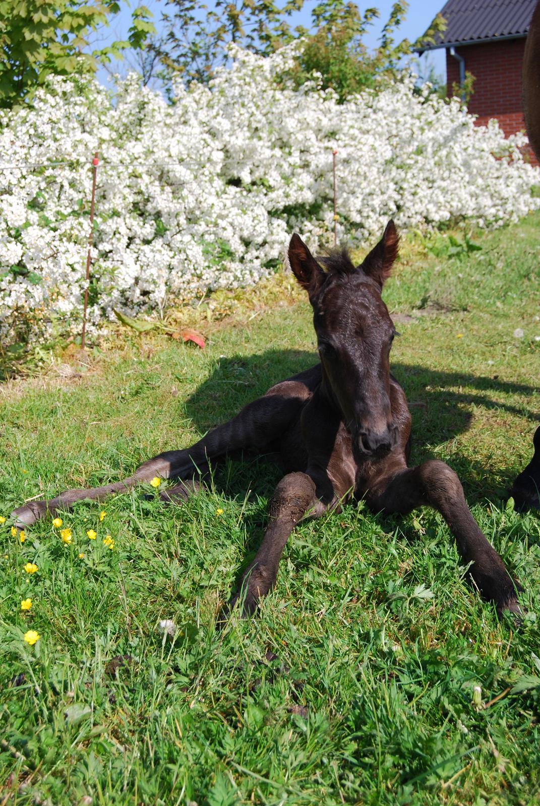 Anden særlig race Hmsogwestern's Toby billede 2