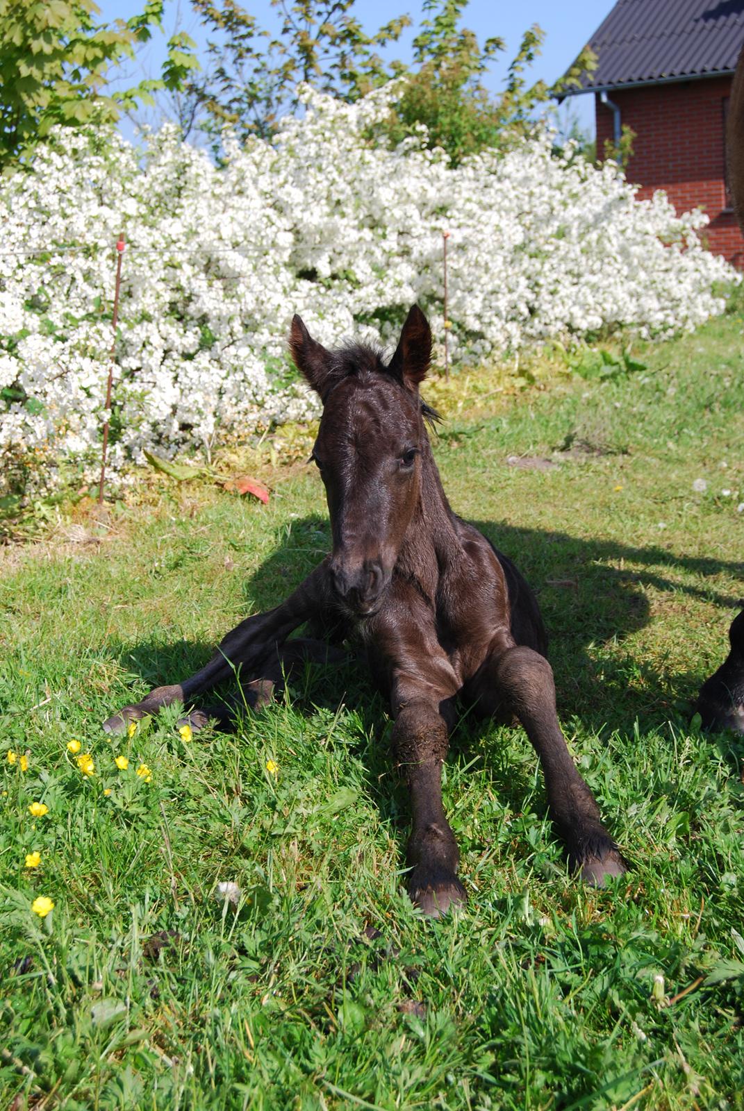 Anden særlig race Hmsogwestern's Toby billede 3