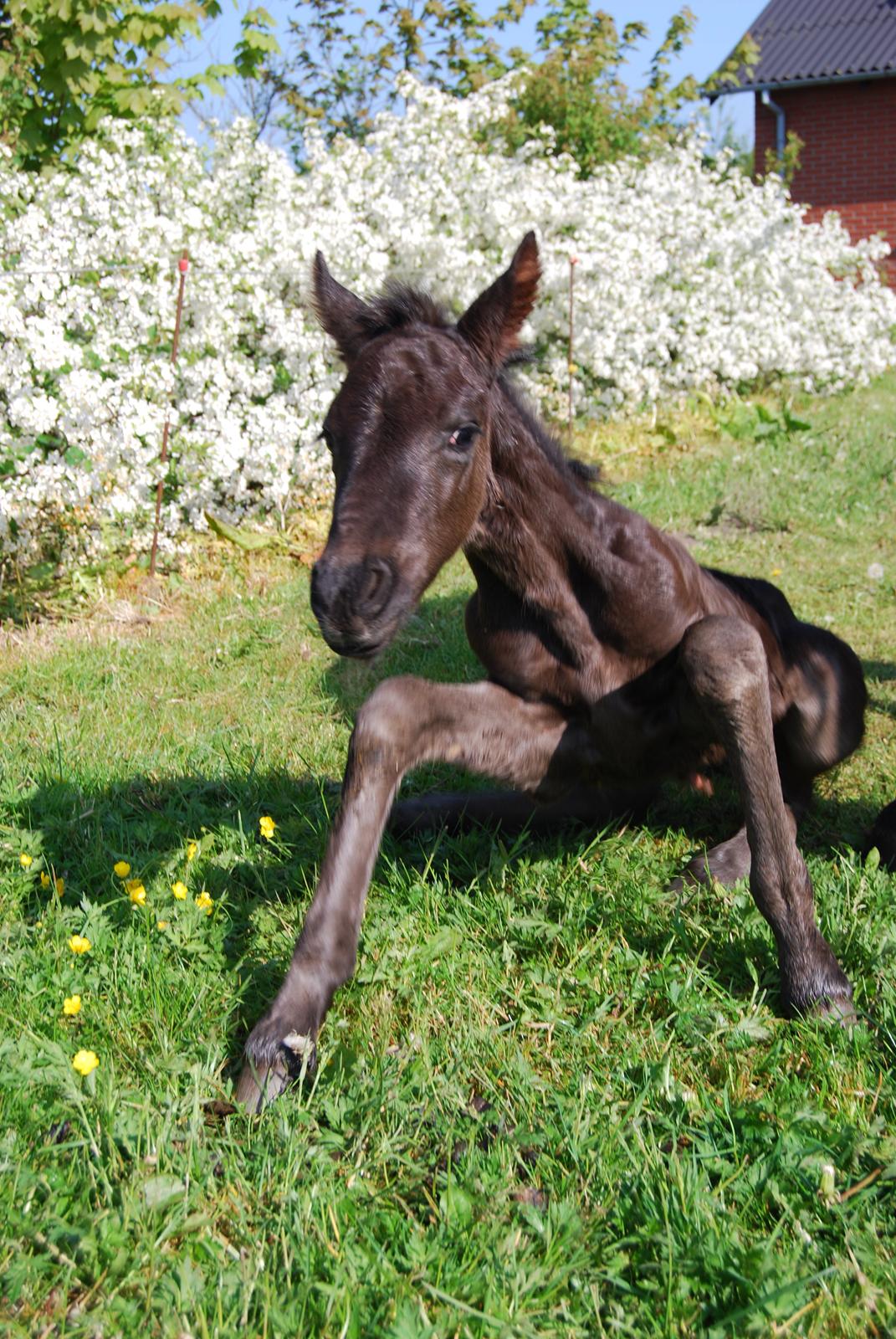Anden særlig race Hmsogwestern's Toby billede 4