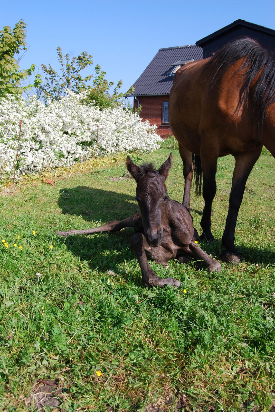 Anden særlig race Hmsogwestern's Toby billede 5