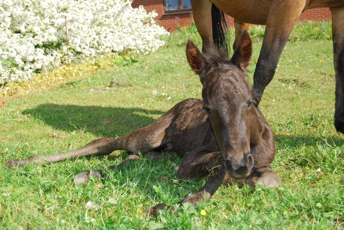 Anden særlig race Hmsogwestern's Toby billede 6