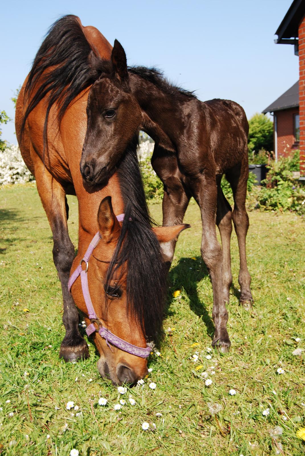 Anden særlig race Hmsogwestern's Toby billede 8