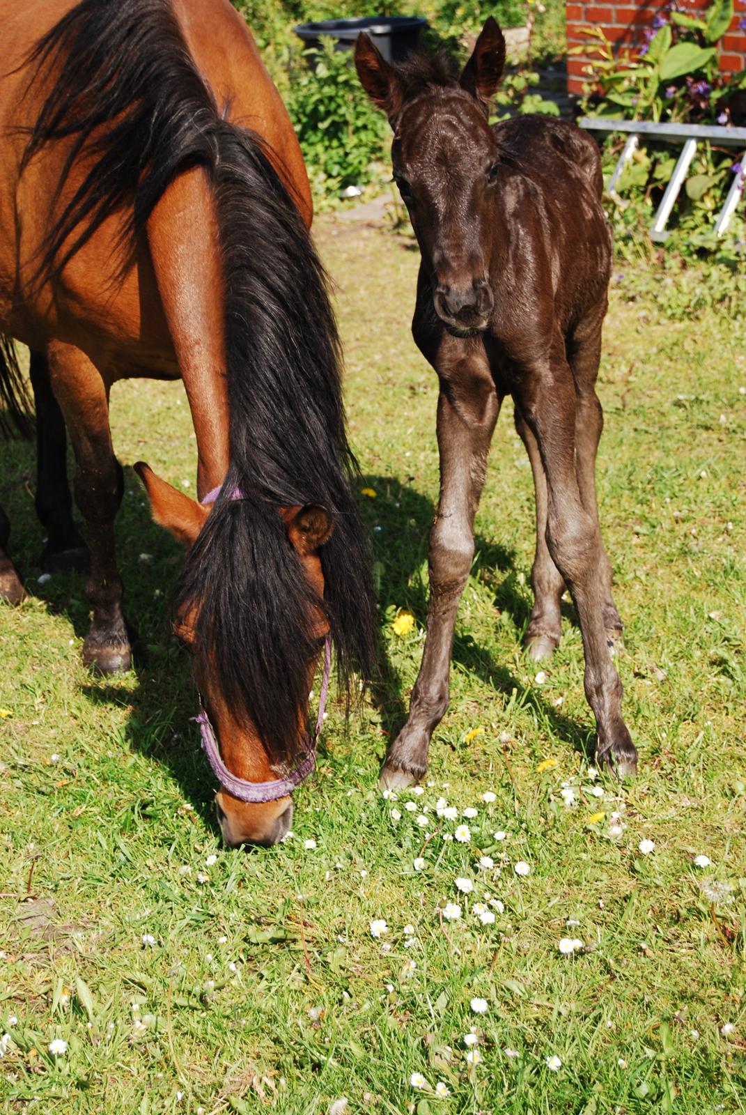 Anden særlig race Hmsogwestern's Toby billede 7