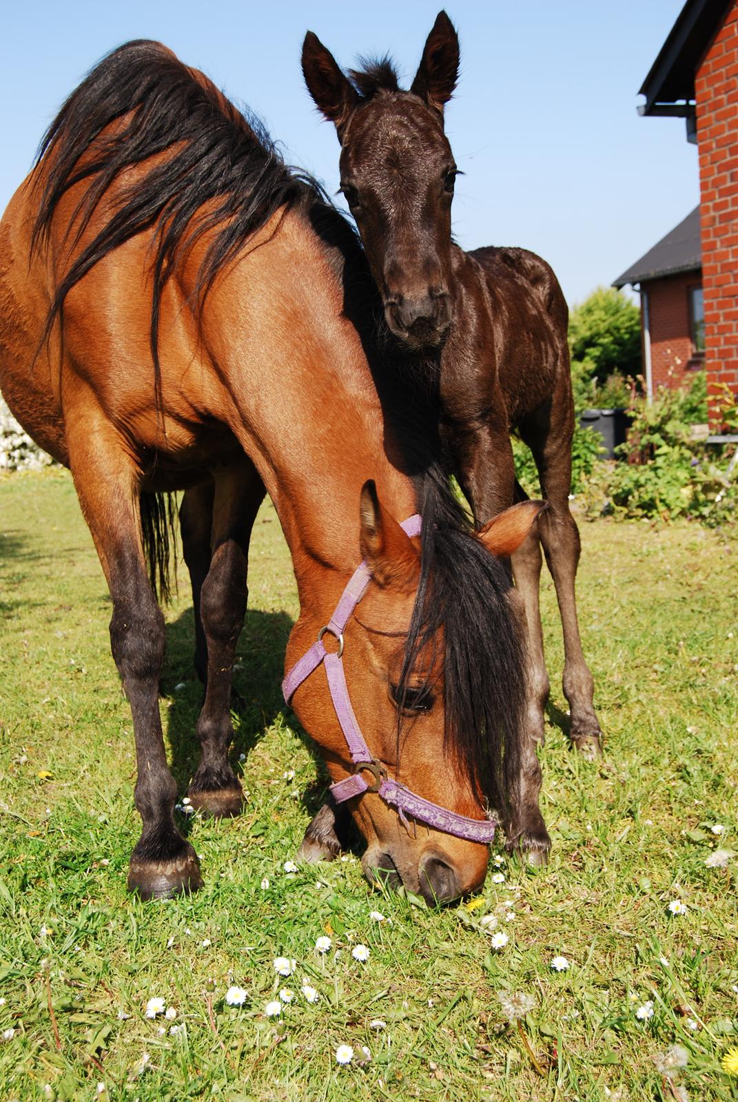Anden særlig race Hmsogwestern's Toby billede 10