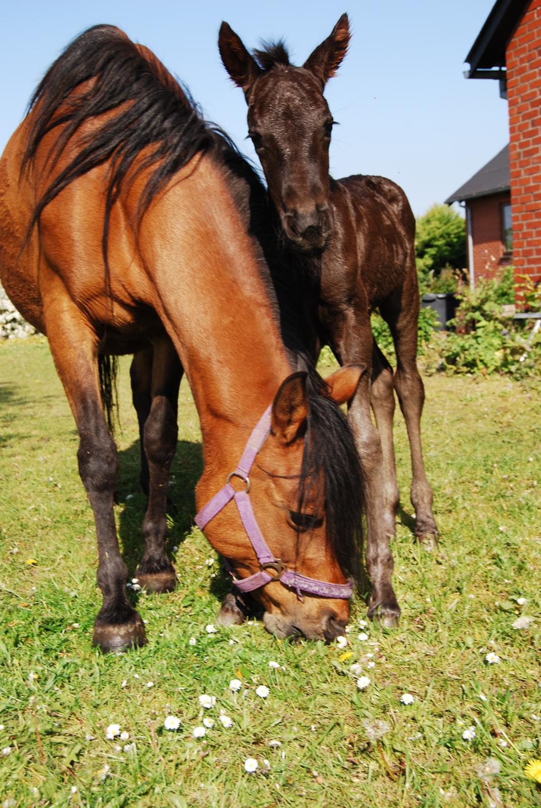 Anden særlig race Hmsogwestern's Toby billede 9