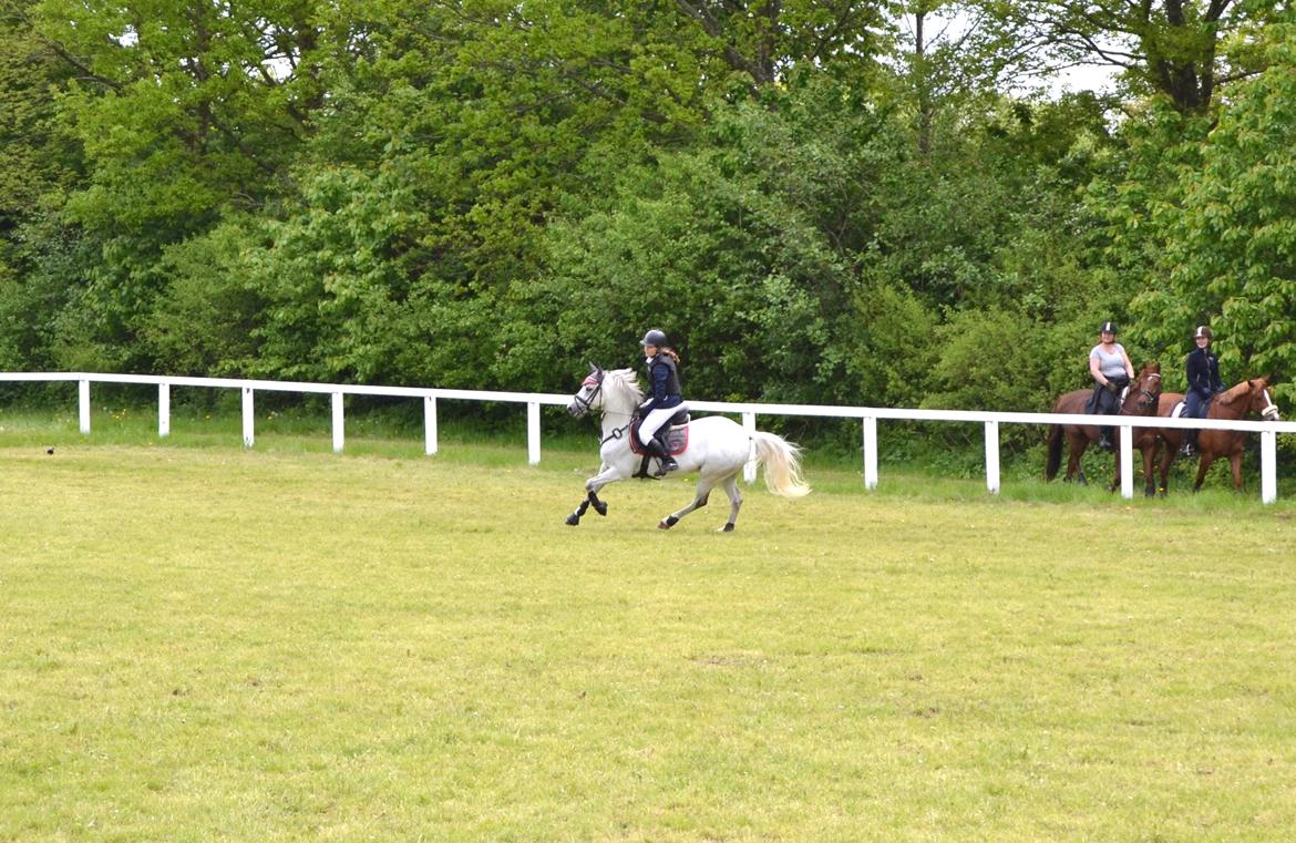 Welsh Pony (sec B) Kirkelodgaard's milton billede 2