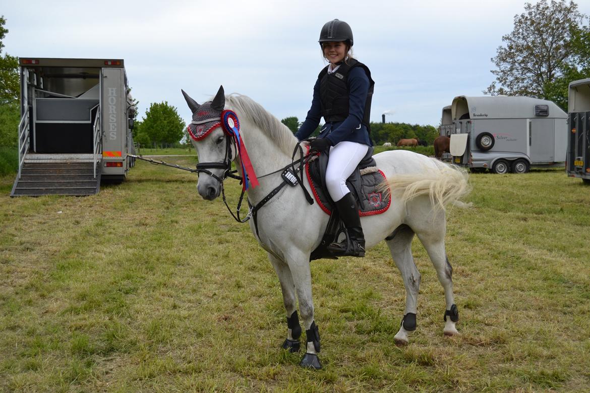 Welsh Pony (sec B) Kirkelodgaard's milton billede 7