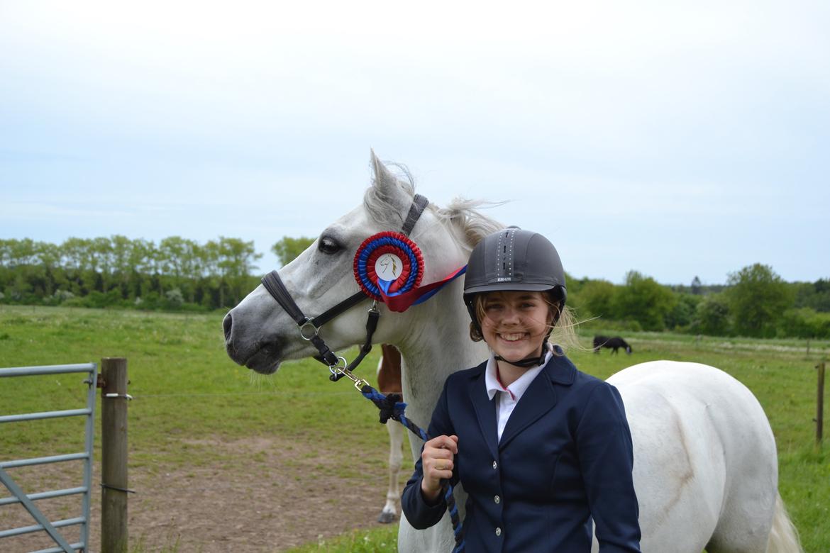 Welsh Pony (sec B) Kirkelodgaard's milton billede 3