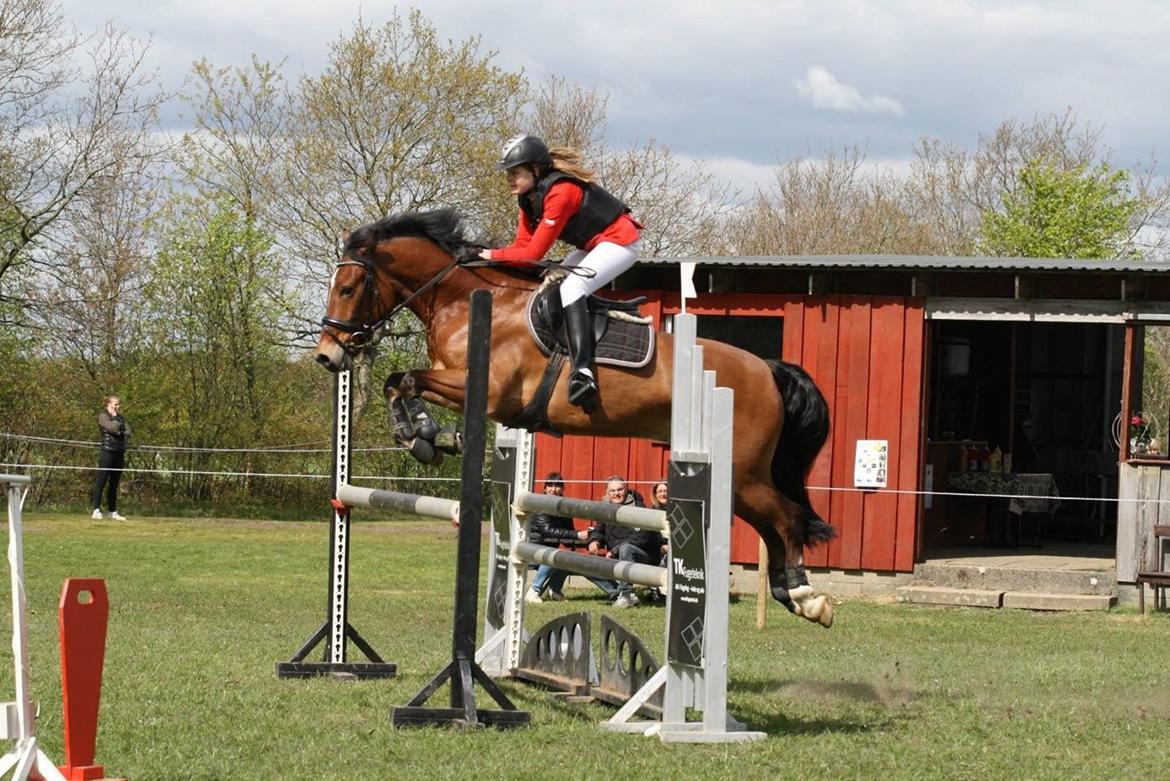 Welsh Cob (sec D) LSH SPIRIOT!<3 - Brande c-stævne i LA tror jeg ;)<3 billede 16