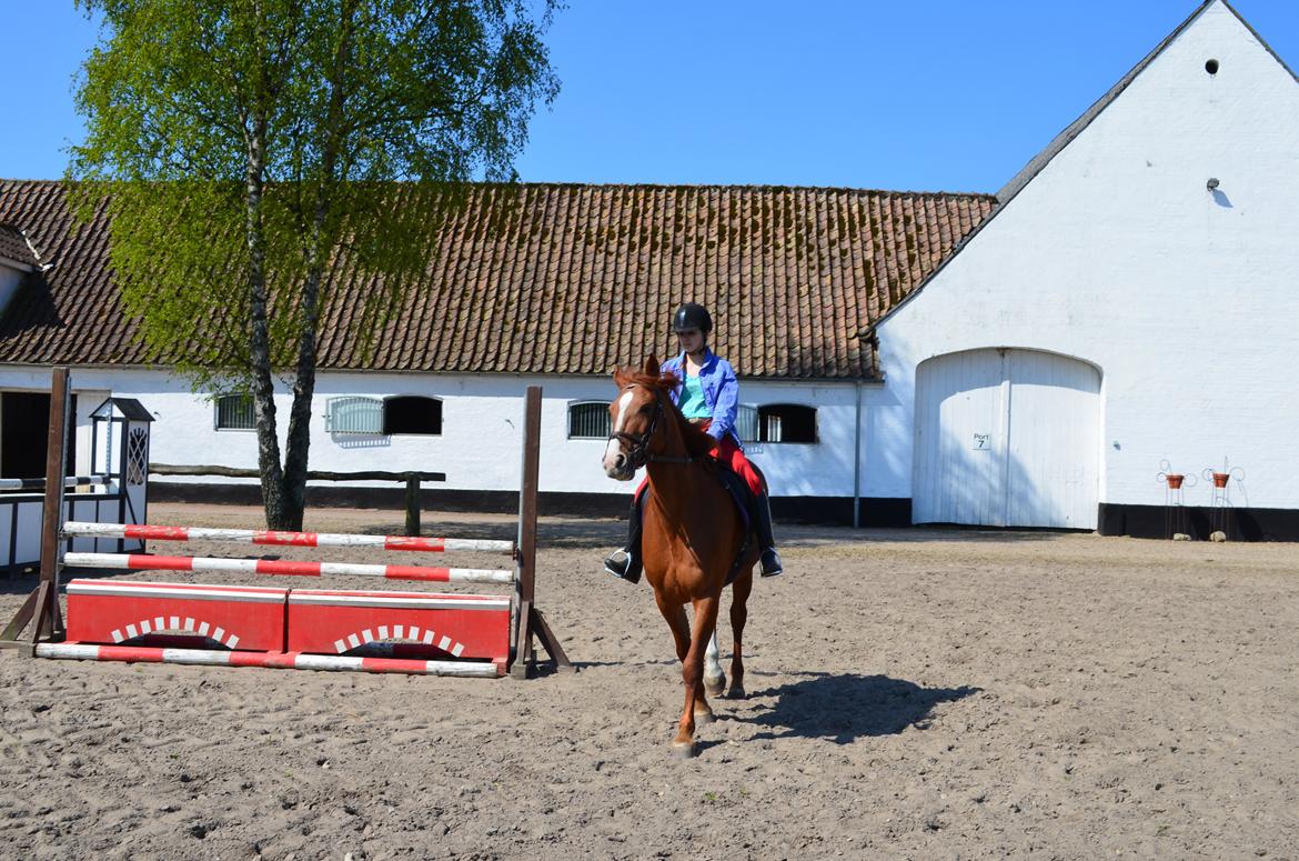 Anden særlig race Bessie billede 9