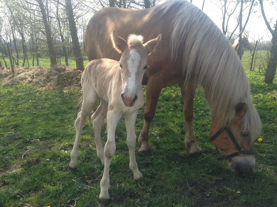 Haflinger Vanilla Mosbøl billede 5