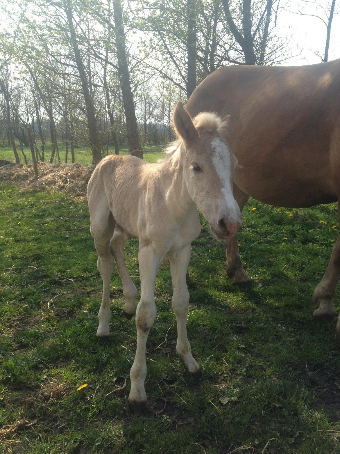 Haflinger Vanilla Mosbøl billede 6