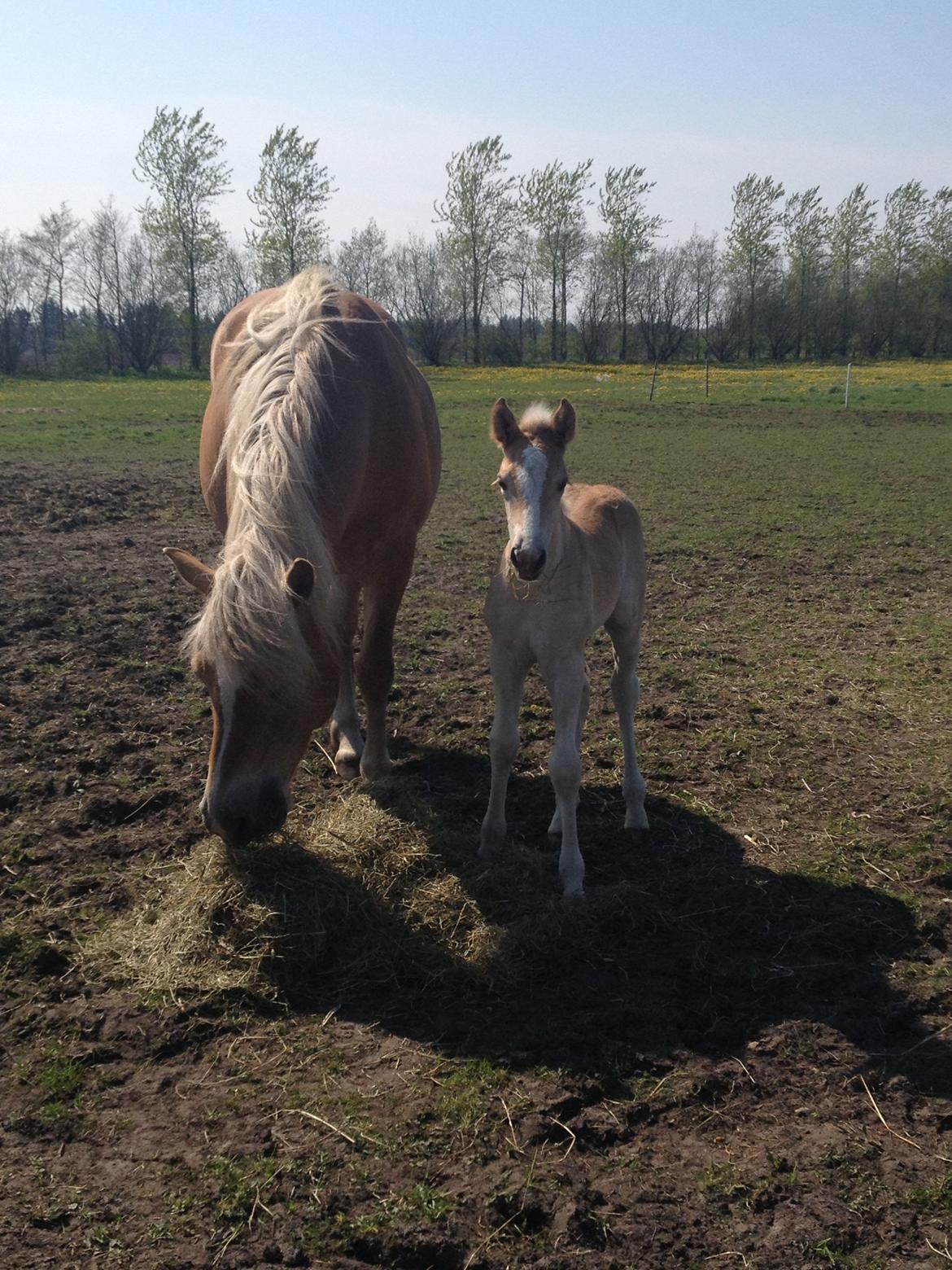 Haflinger Vanilla Mosbøl billede 7