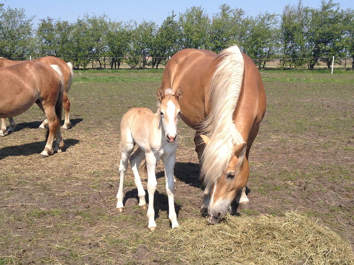 Haflinger Vanilla Mosbøl billede 8