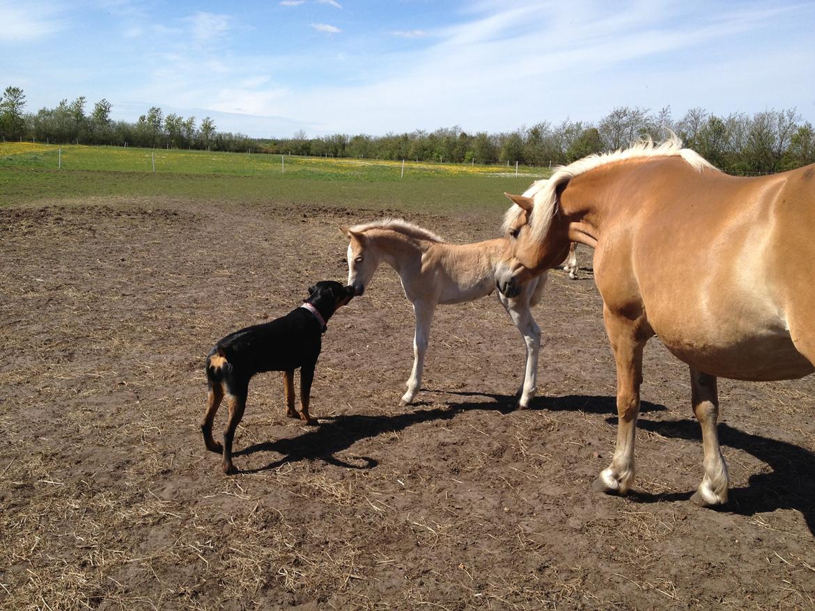 Haflinger Vanilla Mosbøl - Vanilla & vores hund Iza billede 9