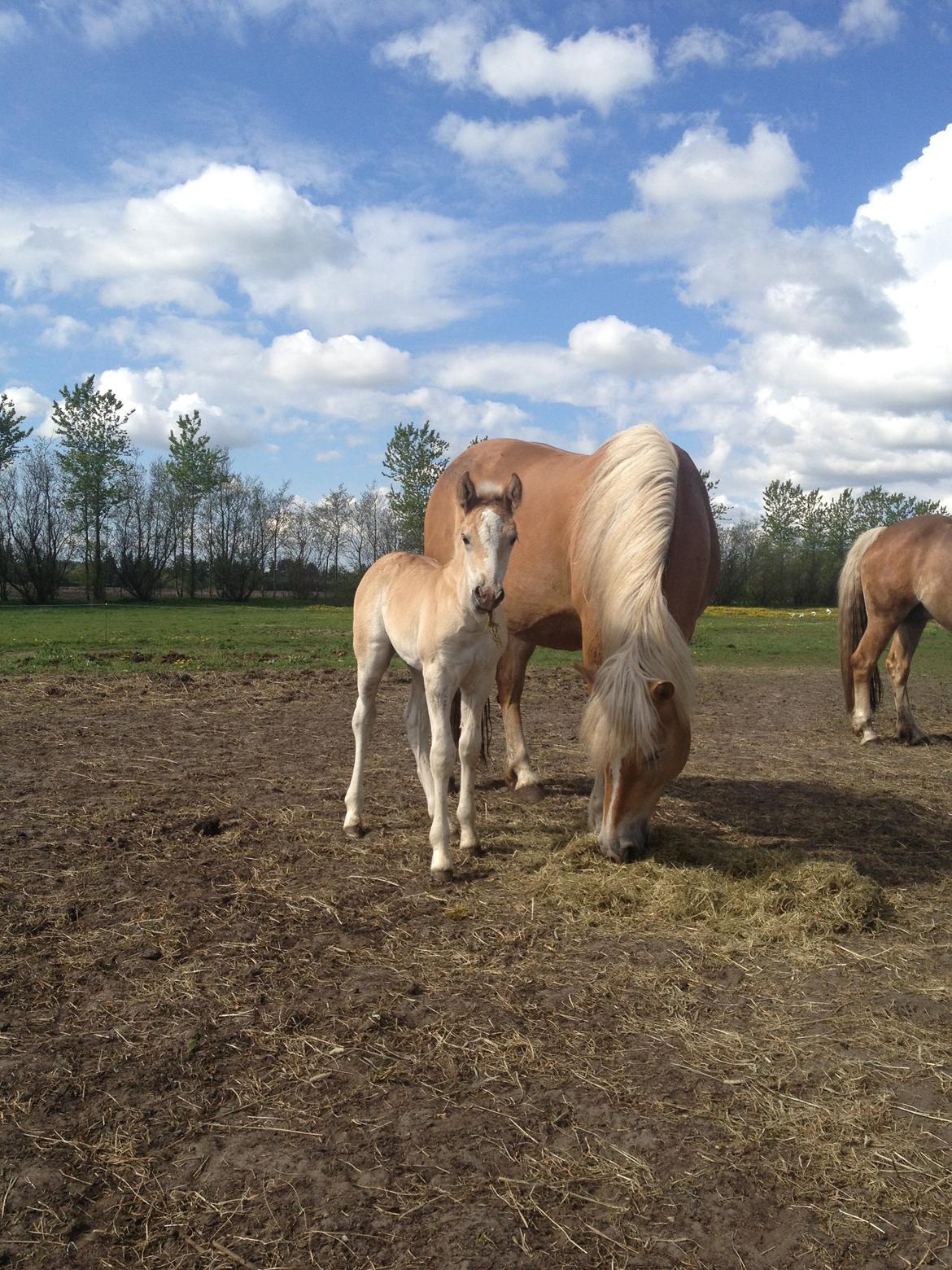 Haflinger Vanilla Mosbøl billede 2