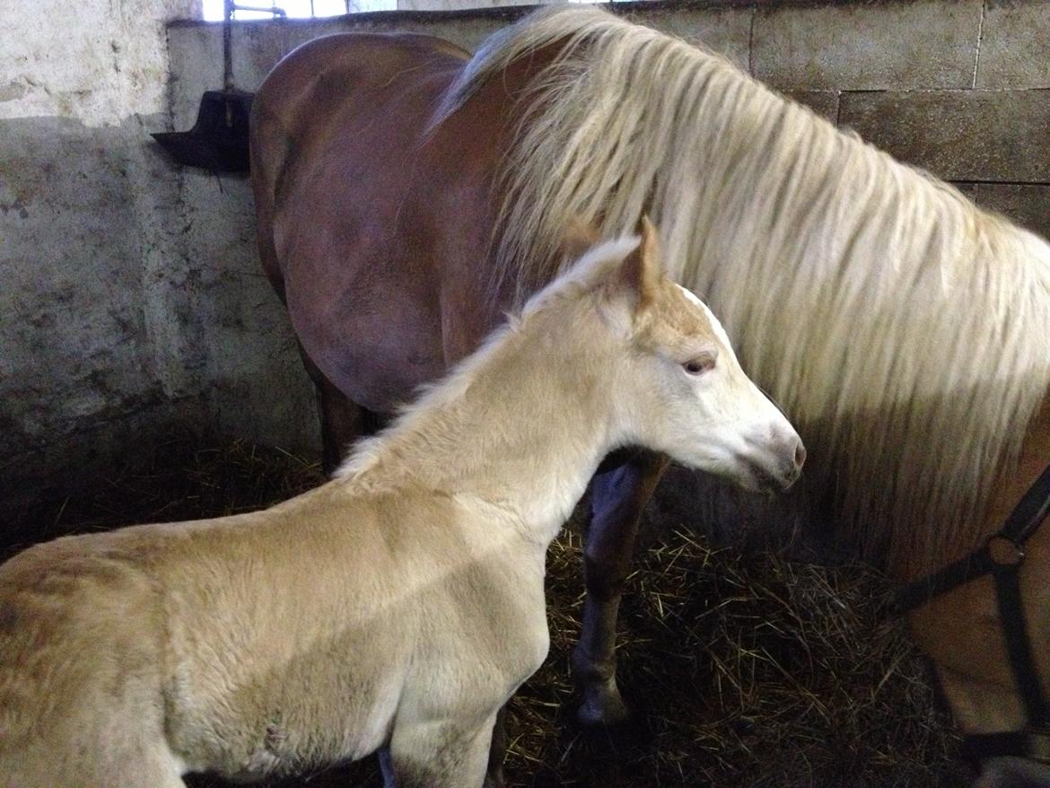 Haflinger Vanilla Mosbøl - Første billede billede 3