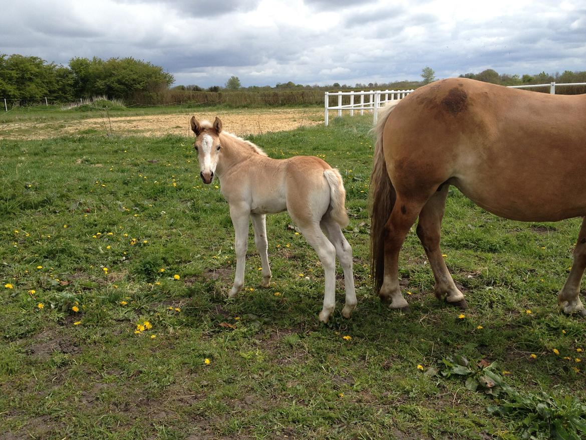 Haflinger Vanilla Mosbøl billede 10