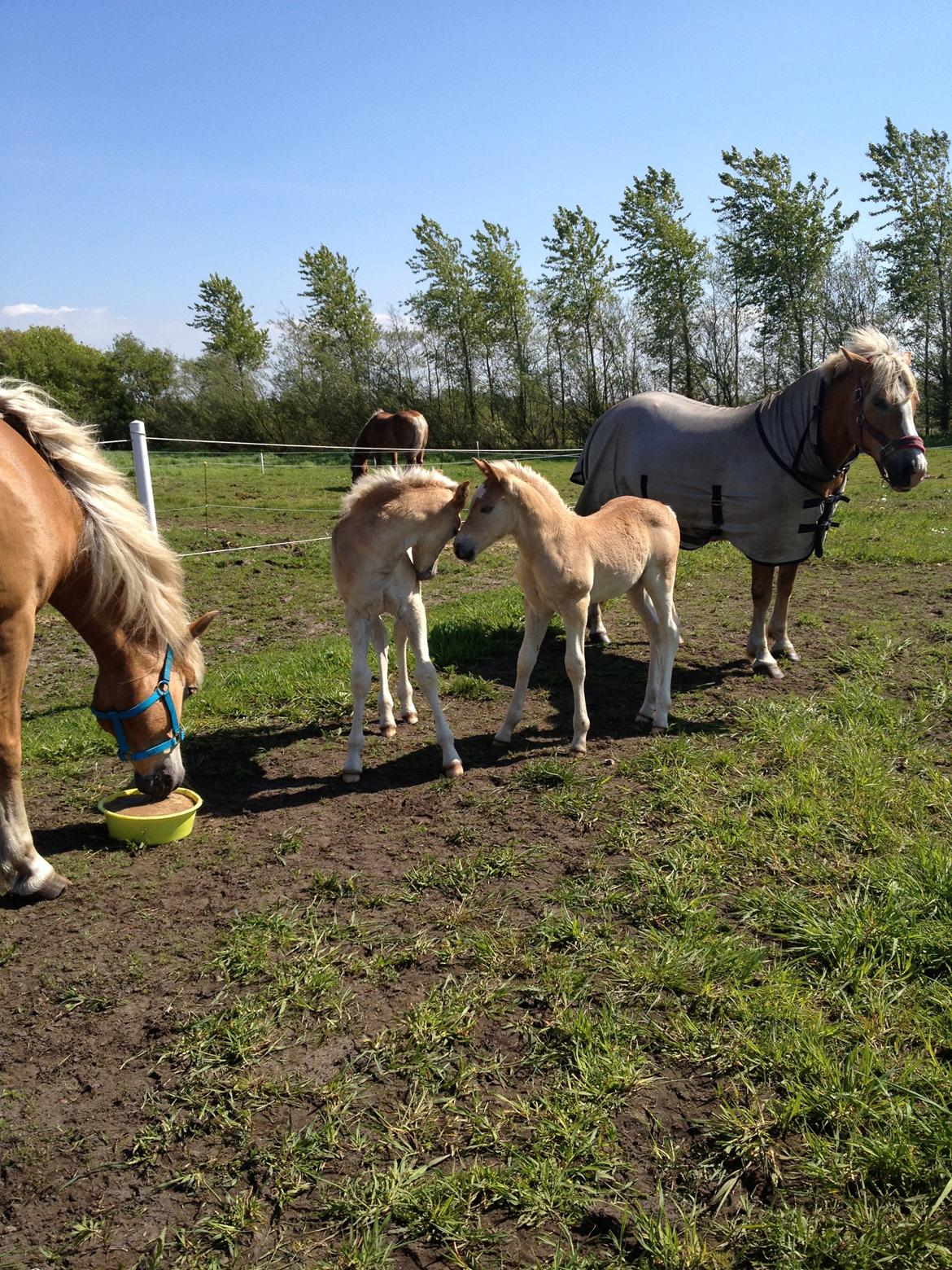Haflinger Vanilla Mosbøl - Gode venner billede 11