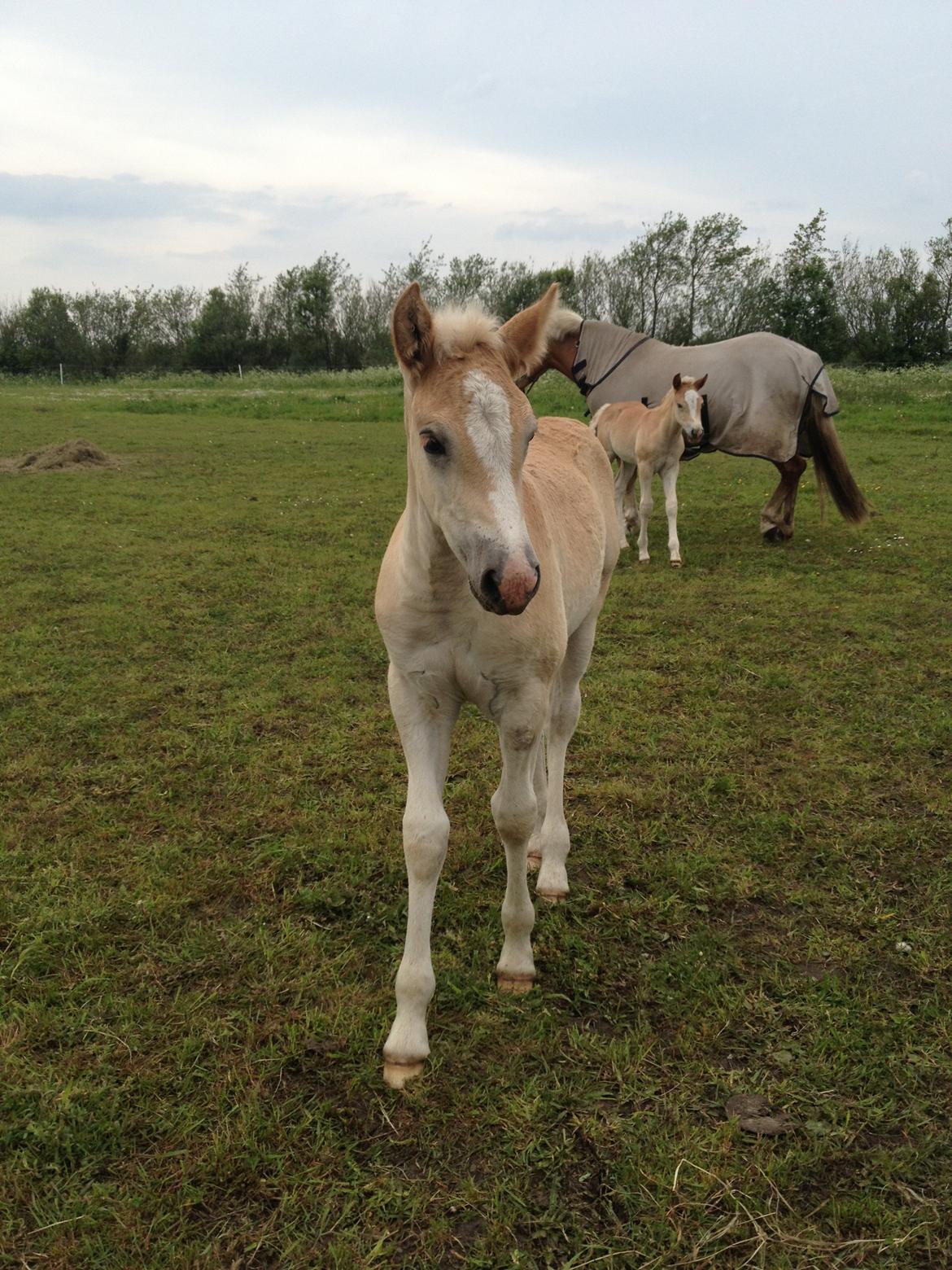 Haflinger Vanilla Mosbøl billede 13