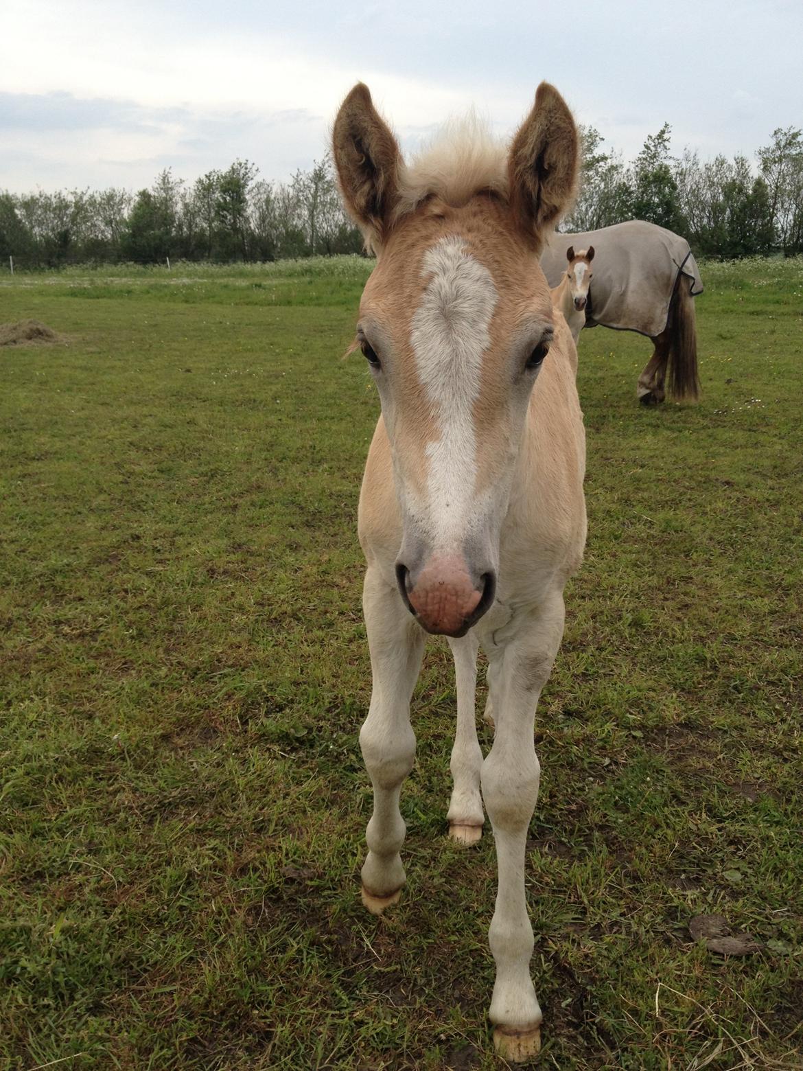 Haflinger Vanilla Mosbøl billede 14