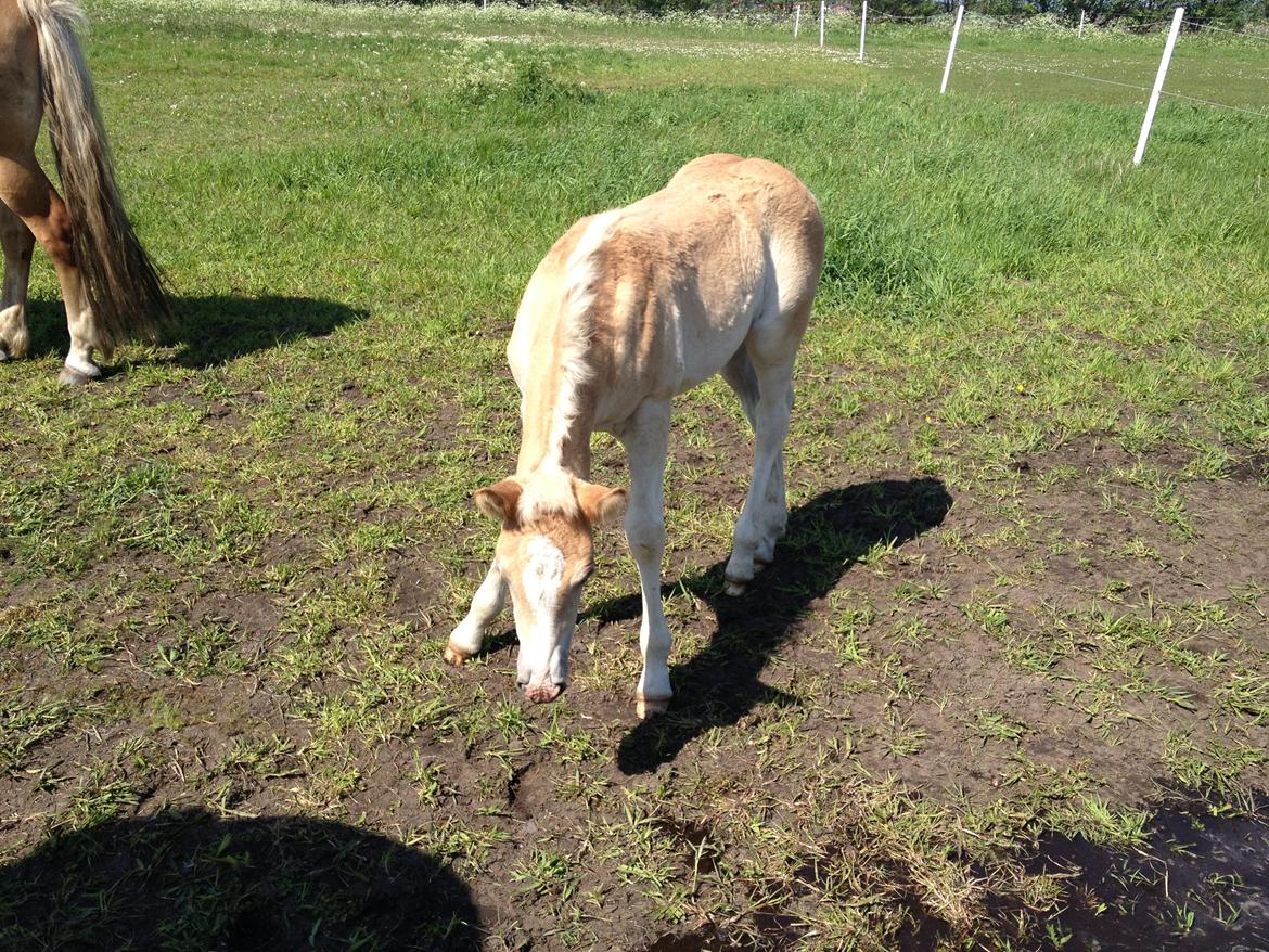 Haflinger Vanilla Mosbøl billede 12