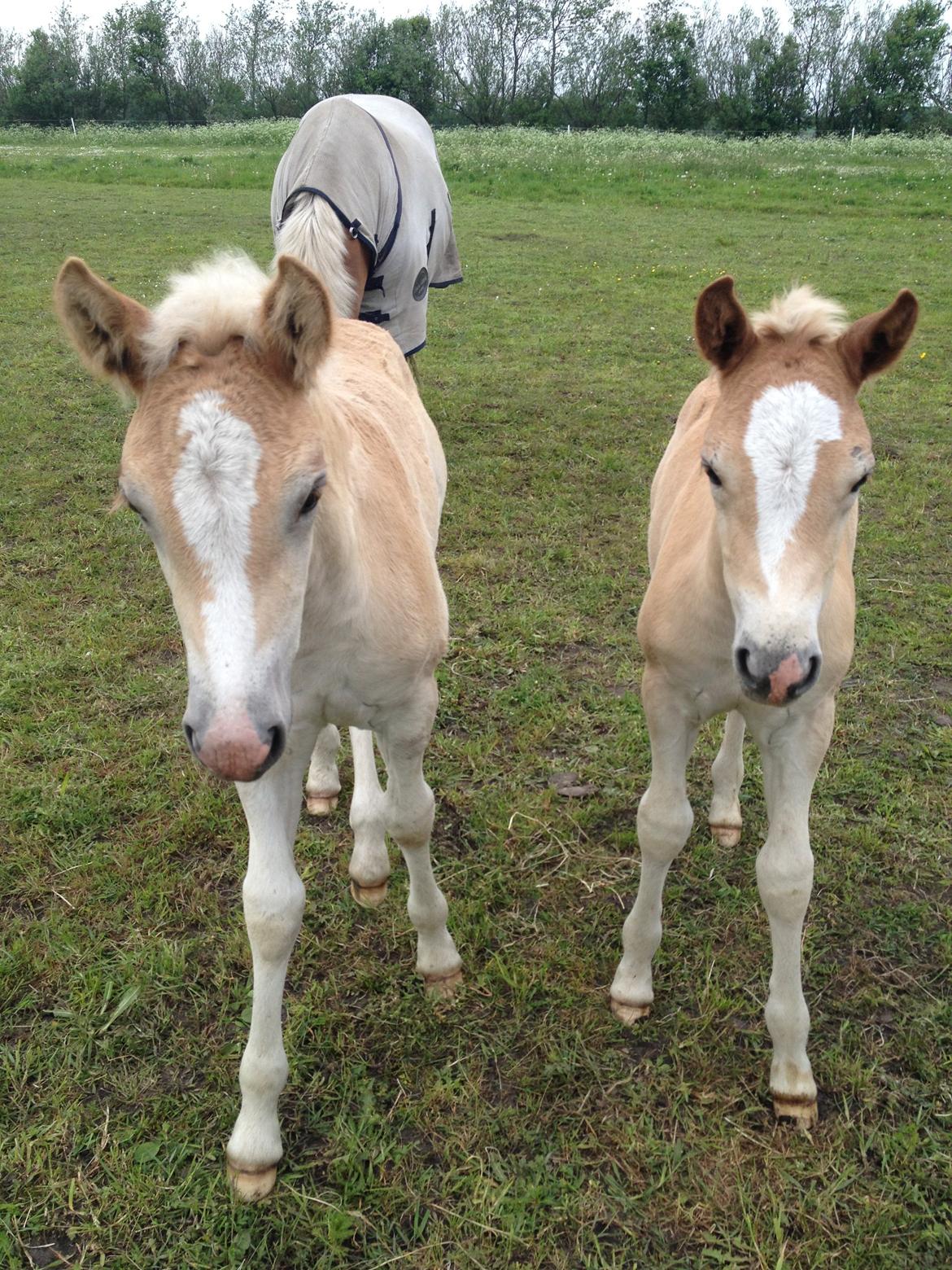 Haflinger Vanilla Mosbøl - Vanilla & hendes halv bror billede 15