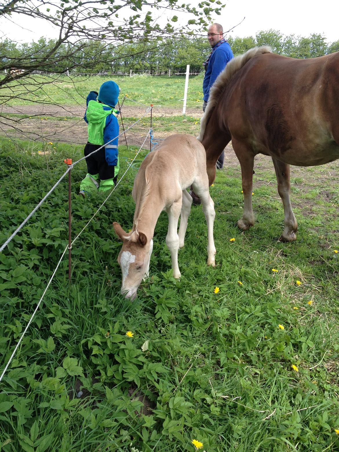 Haflinger Amadillo Mosbøl - Første gang ude billede 5