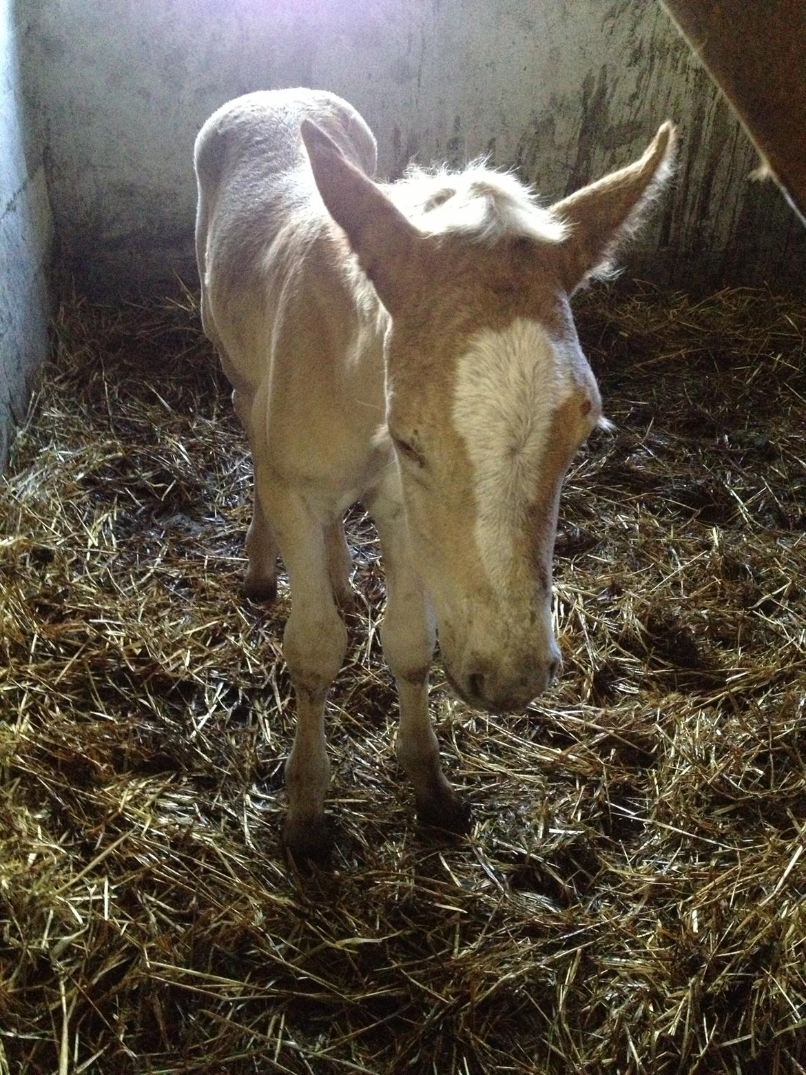 Haflinger Amadillo Mosbøl billede 4