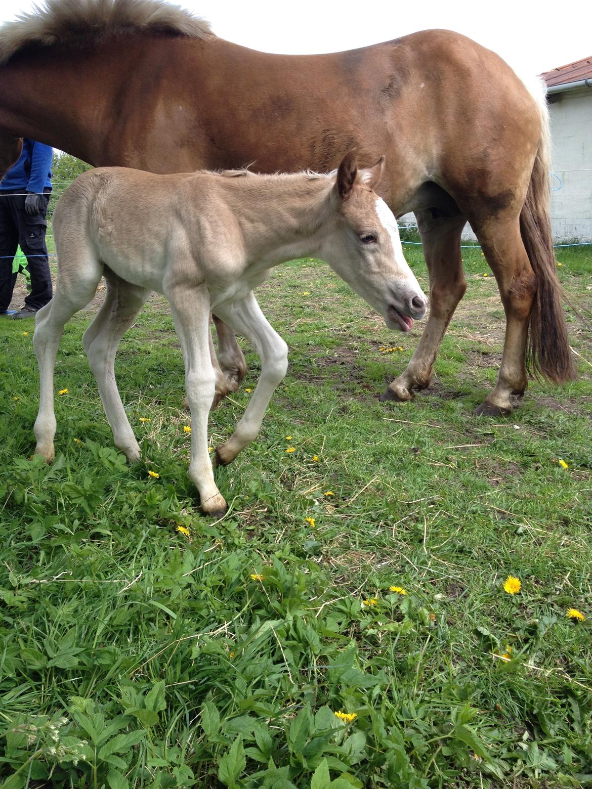 Haflinger Amadillo Mosbøl billede 6