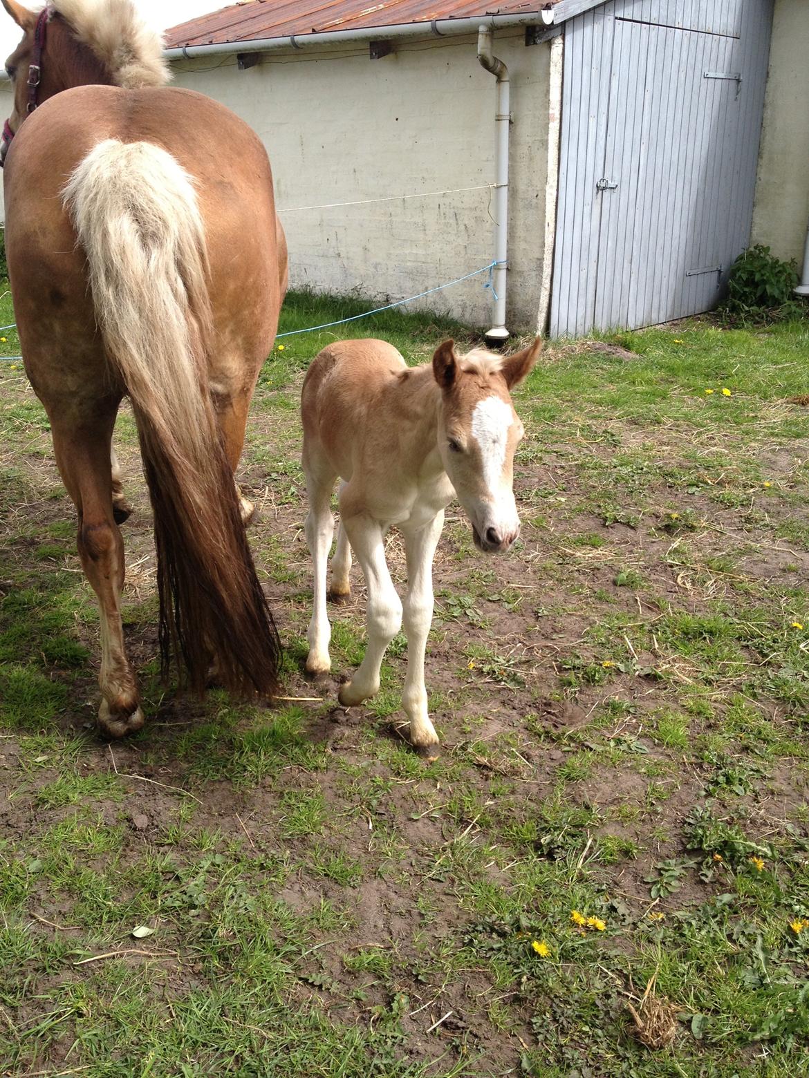 Haflinger Amadillo Mosbøl - Velkommen til Amazing' profil :) billede 2