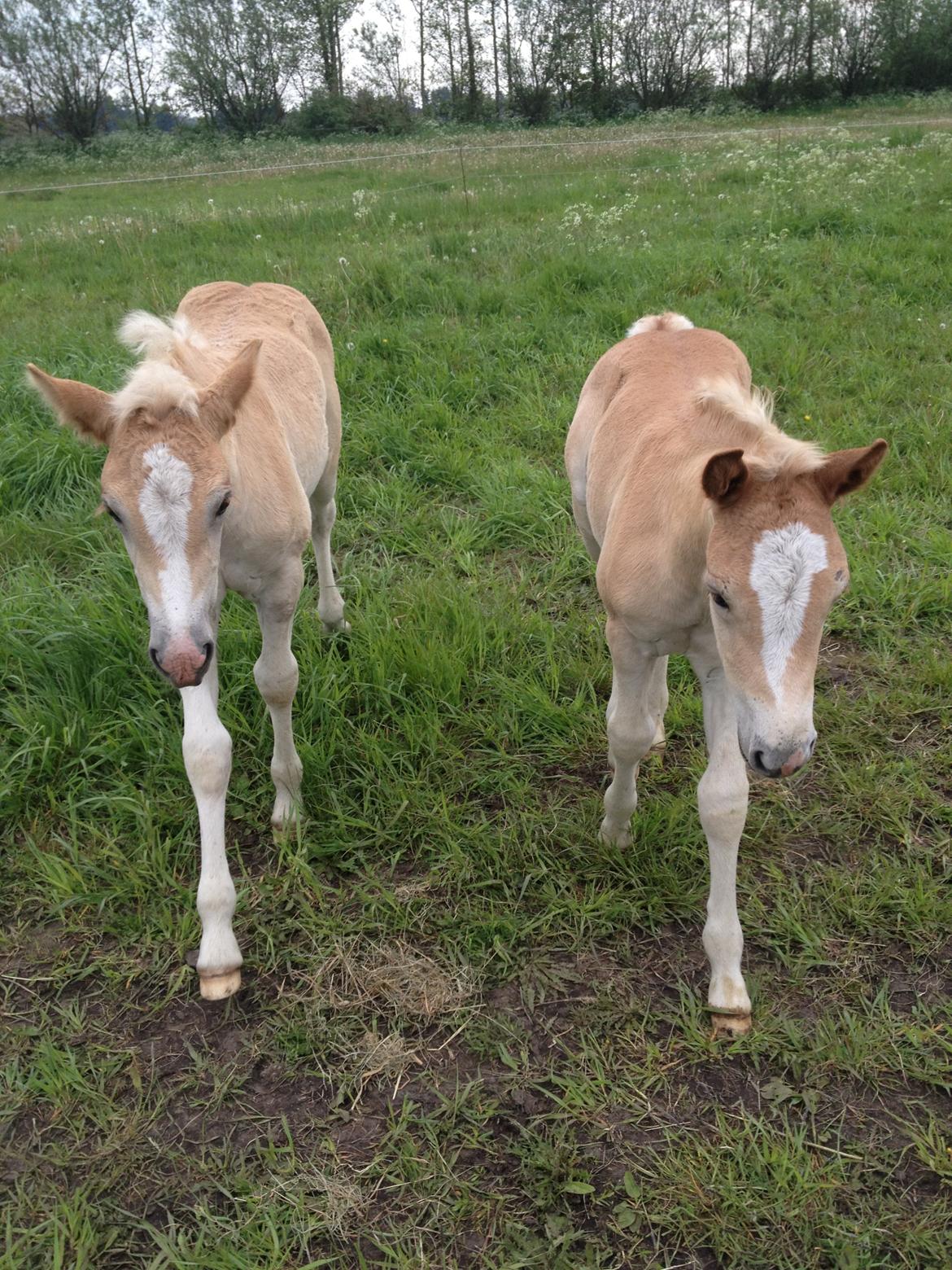 Haflinger Amadillo Mosbøl - Amazing til højre & Vanilla til venstre billede 9