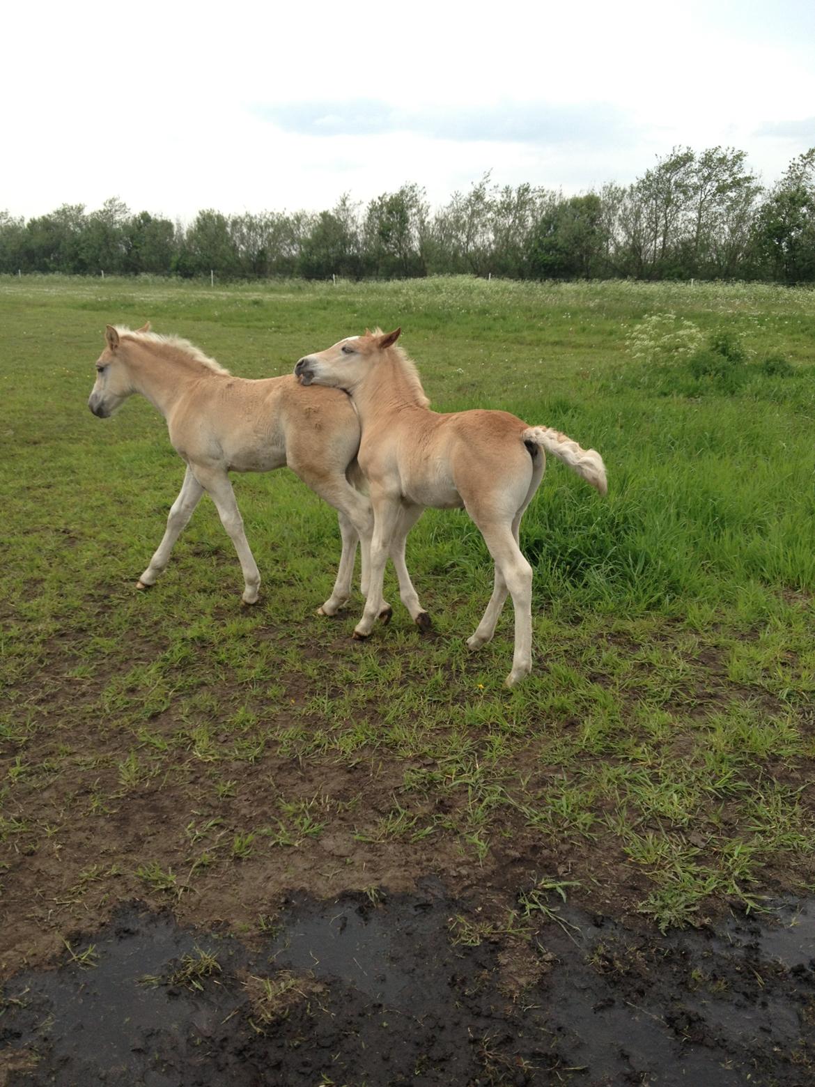 Haflinger Amadillo Mosbøl - Driller lige søster :P billede 8