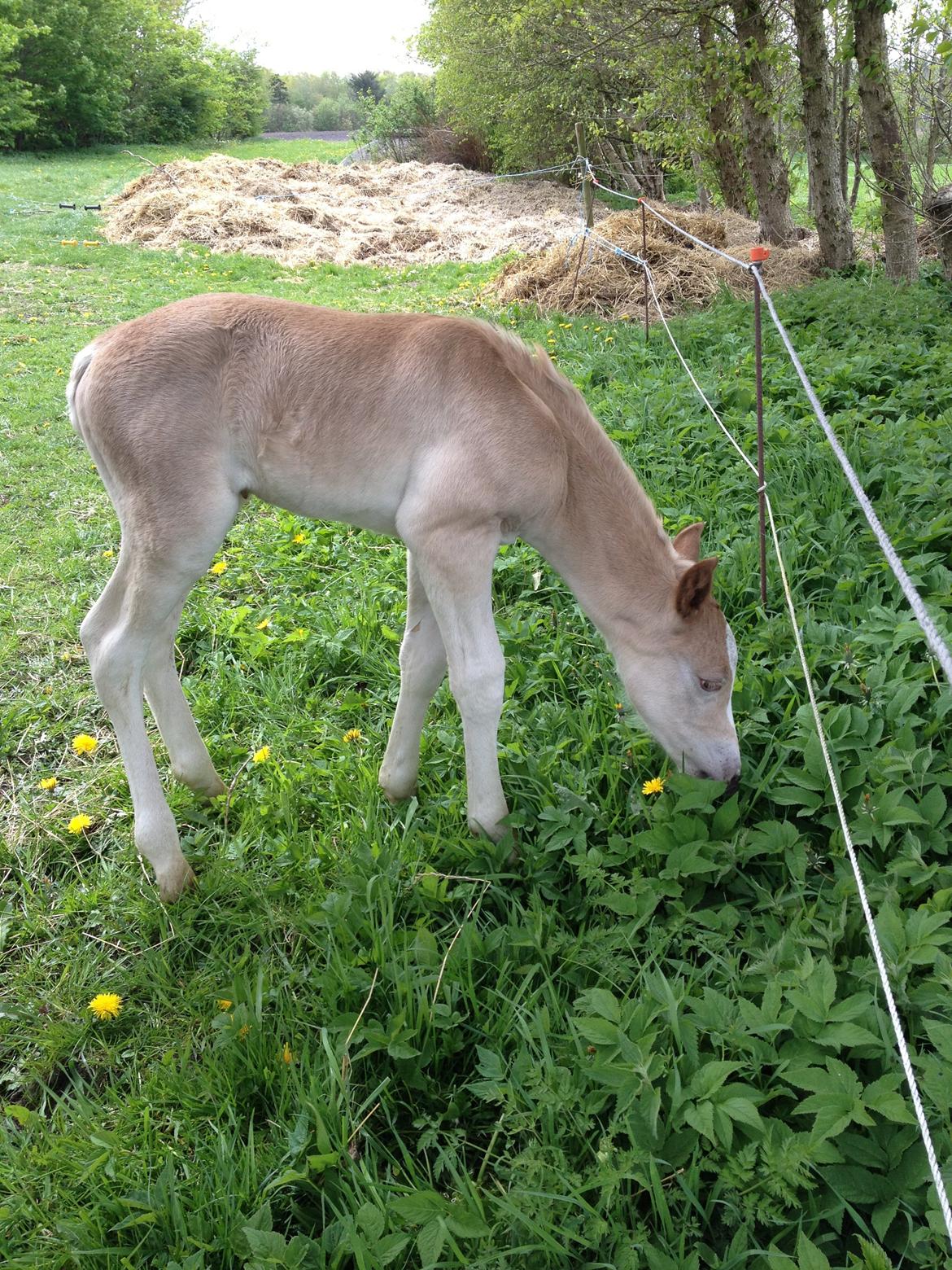 Haflinger Amadillo Mosbøl billede 10