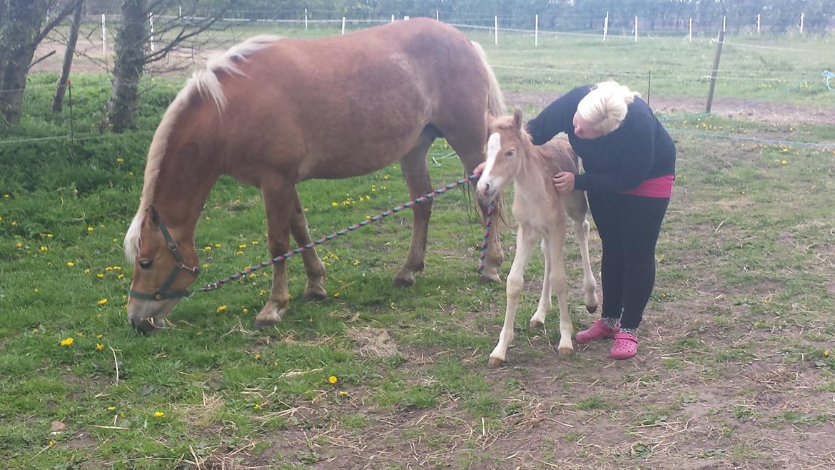 Haflinger Mikka Mosbøl - Første gang ude billede 2