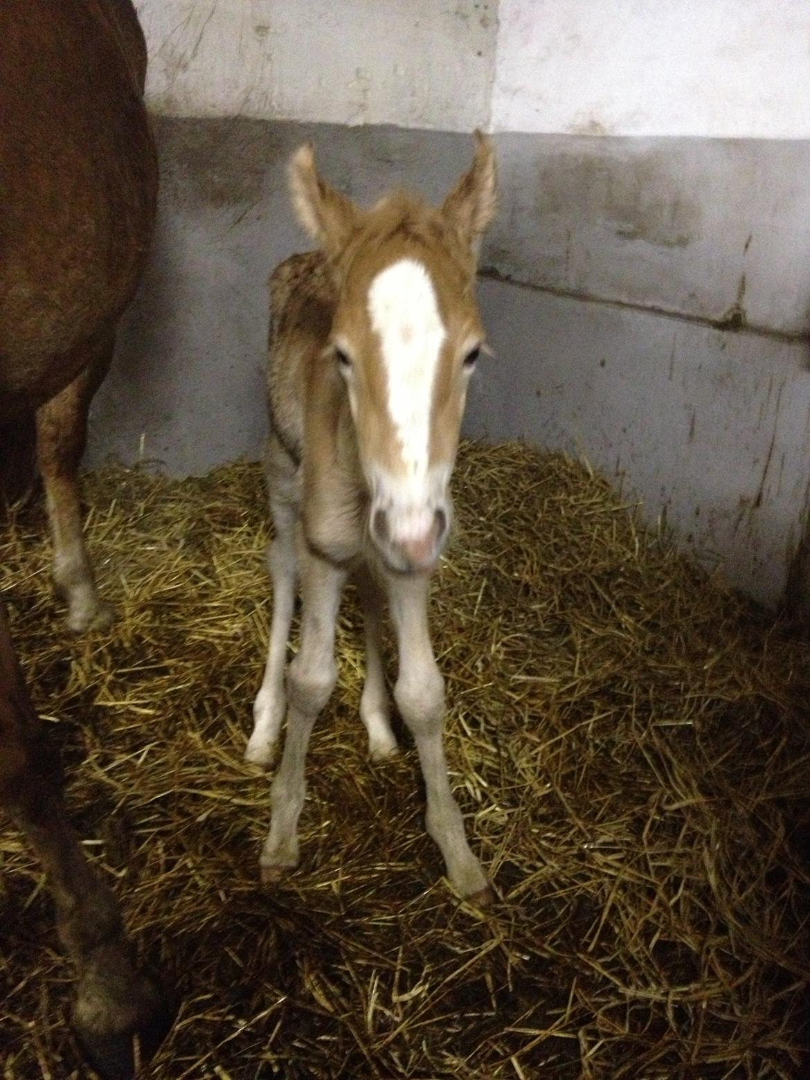 Haflinger Mikka Mosbøl - Første billede billede 6