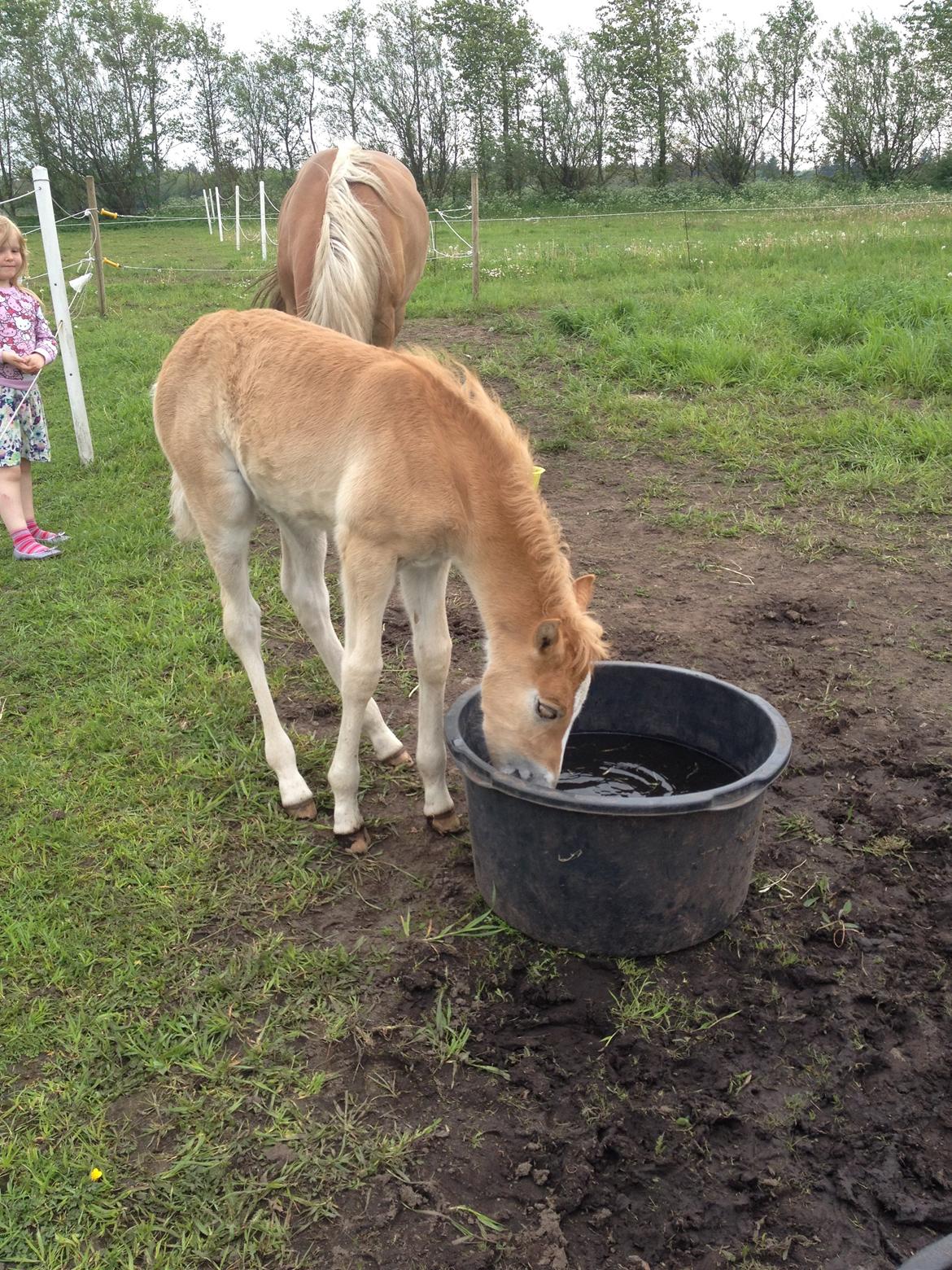 Haflinger Mikka Mosbøl billede 12